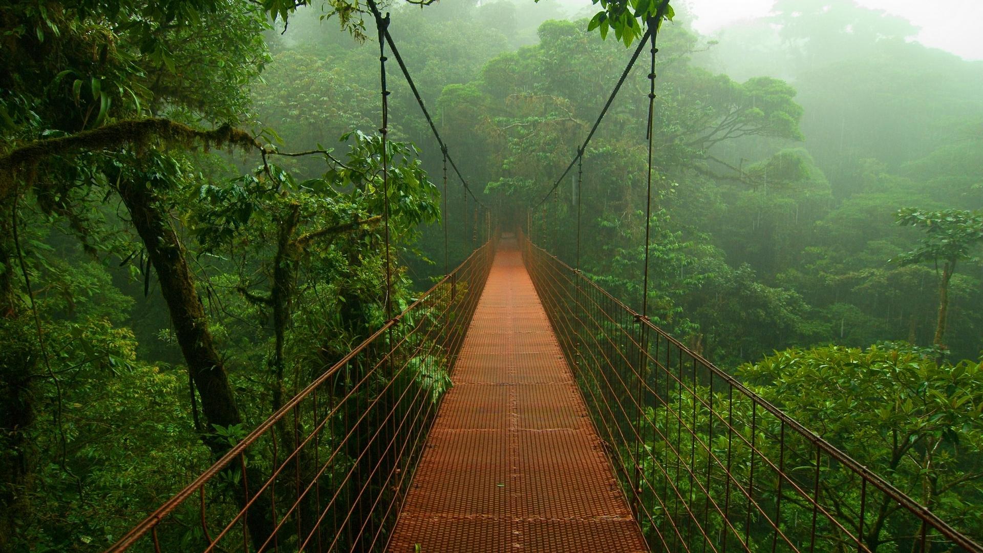 1920x1080 Rainforest HD Wallpaper and Background