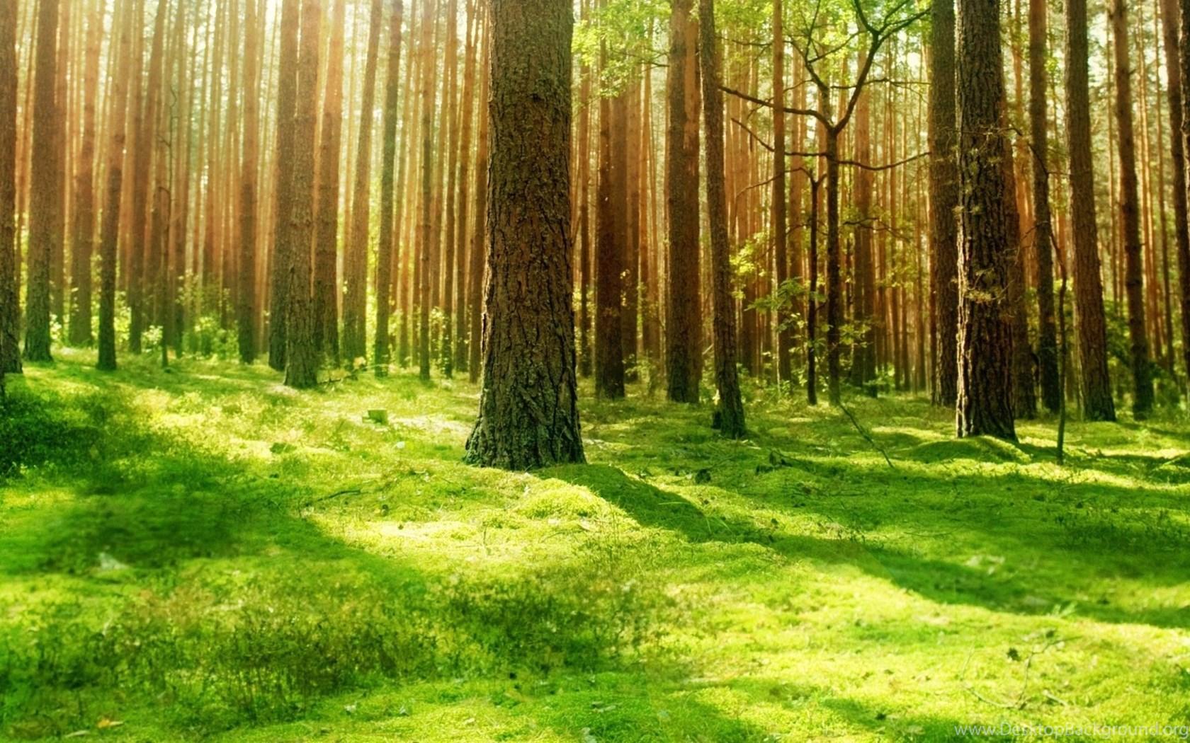 1680x1050 Beautiful Rainforest Wallpaper Desktop Background