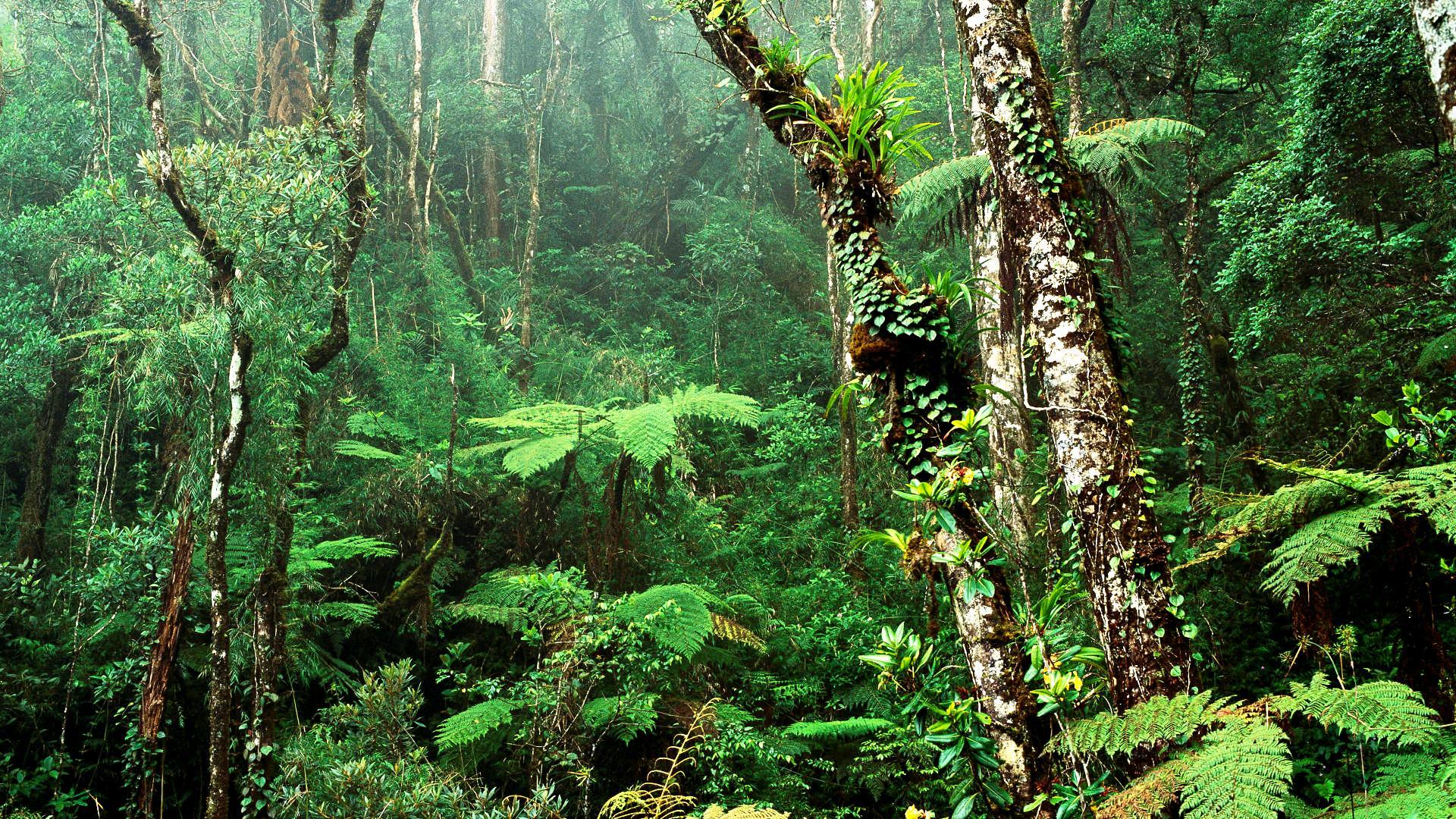 1920x1080 Tropical Rainforest HD Wallpaper Wallpaper Popular Tropical Rainforest HD Wallpaper Background