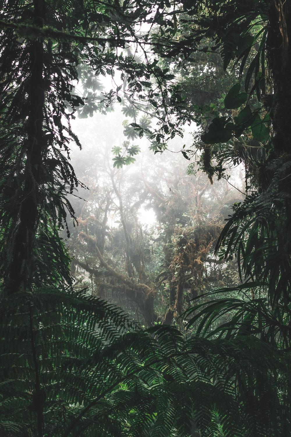 1000x1500 Stunning Rainforest Picture [HD]. Download Free Image