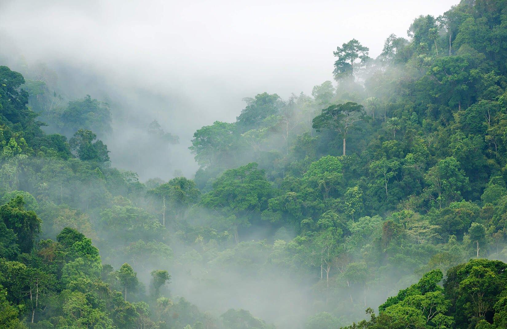 1650x1070 Misty Rainforest Wallpaper Mural