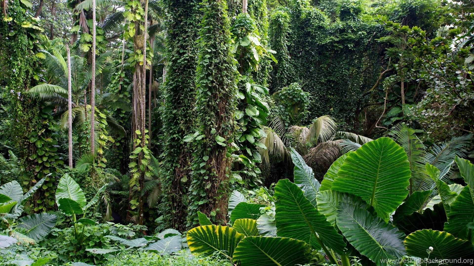 1920x1080 Beautiful Tropical Rain Forest HD Landscape HD Wallpaper Desktop Background