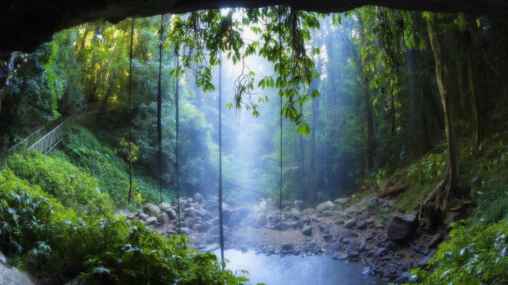 1920x1080 Rain Forest Wallpaper HD for Android / iPhone HD Wallpaper Background Download (png / jpg) (2022)