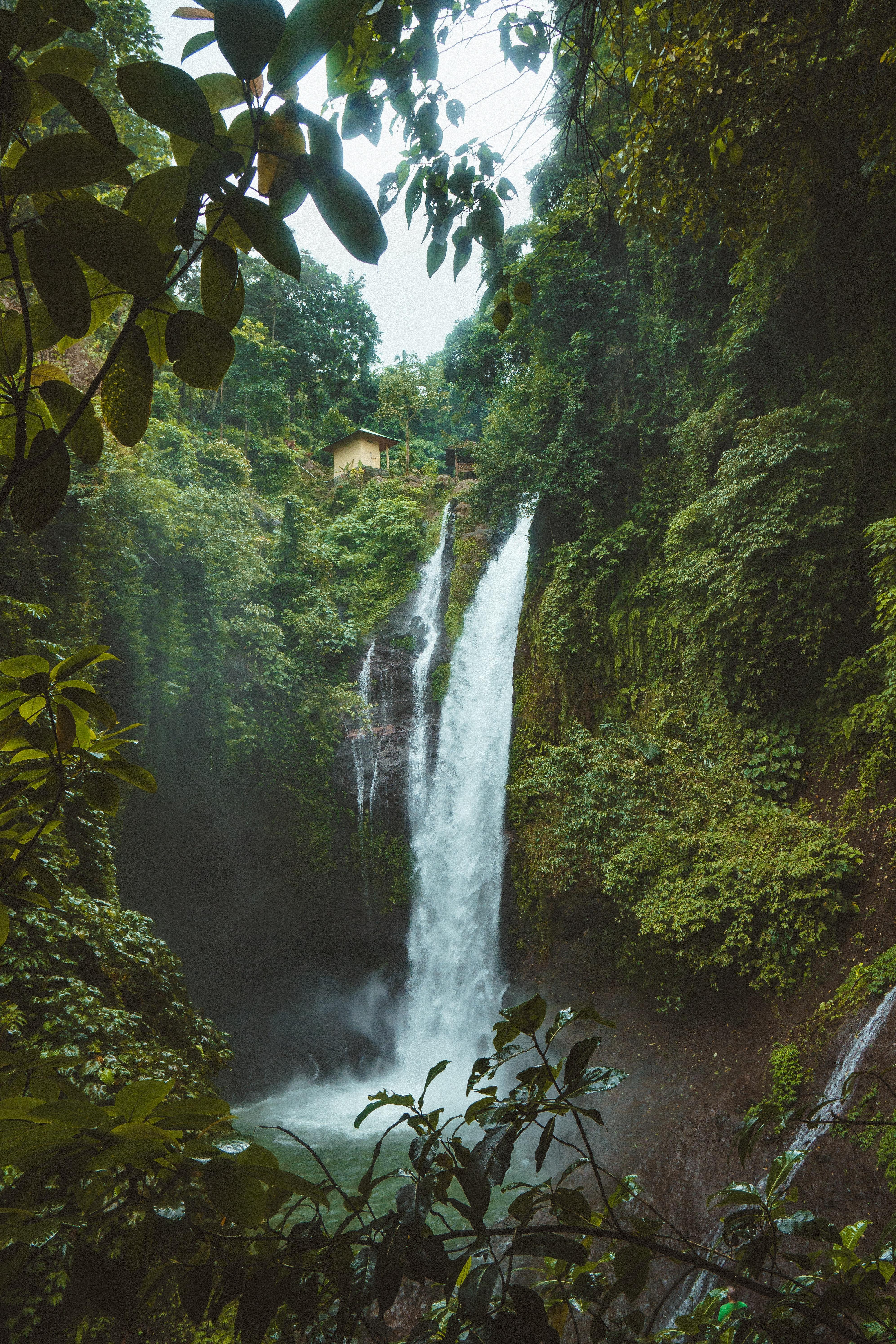 3986x5979 Best Rainforest Photo · 100% Free Downloads