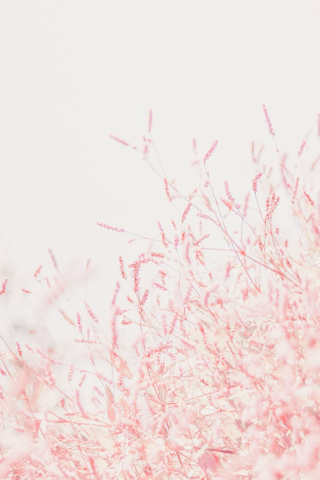 1080x1620 Pastel Wallpaper: Free HD Download [HQ]