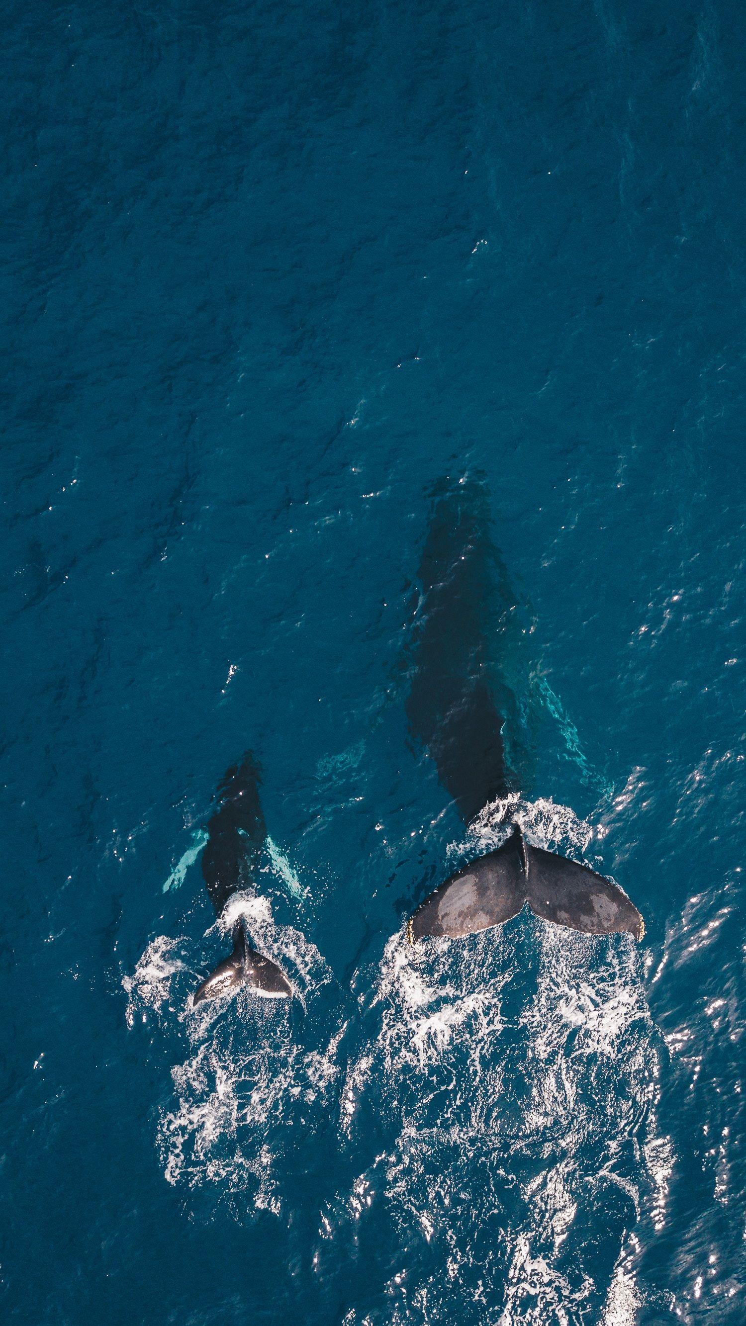 1500x2667 Best Drones for Aerial Photography. Looking down. iPhone