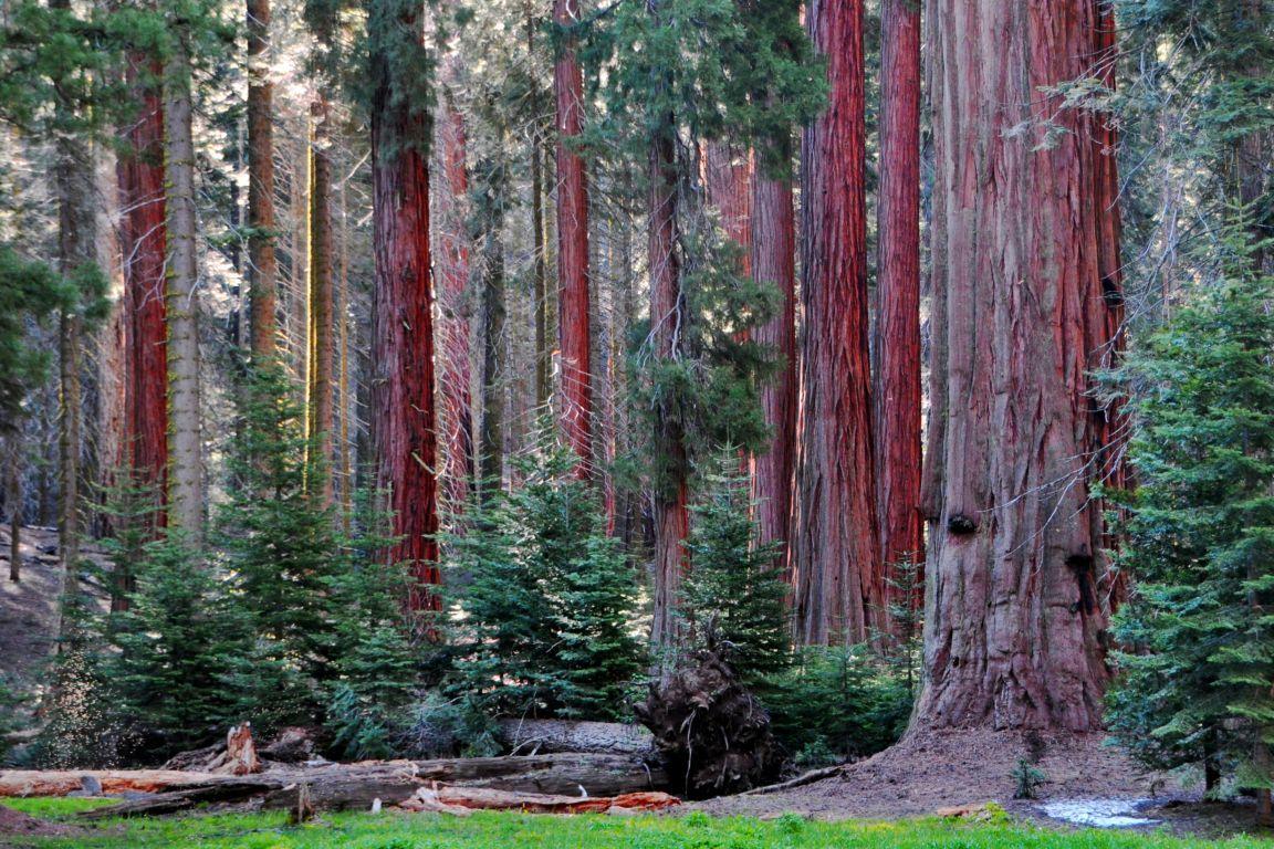 1152x768 Kings Canyon National Park Wallpaper