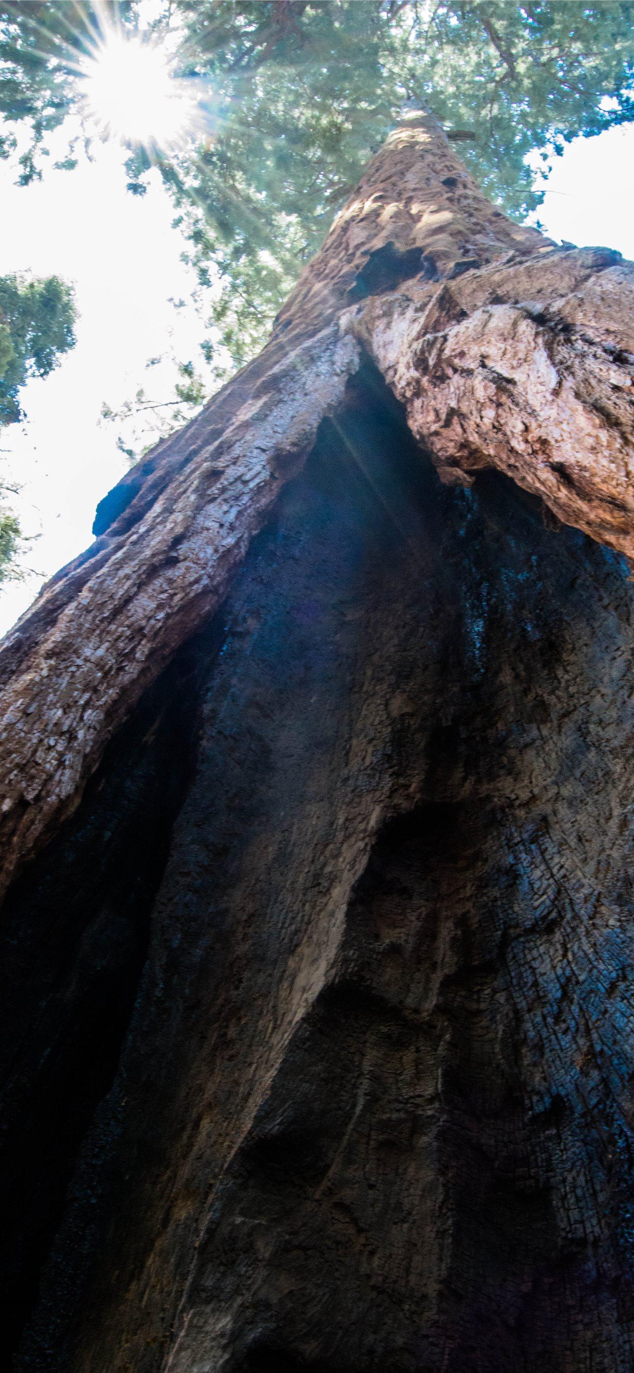 1284x2778 Best Kings canyon national park iPhone HD Wallpaper