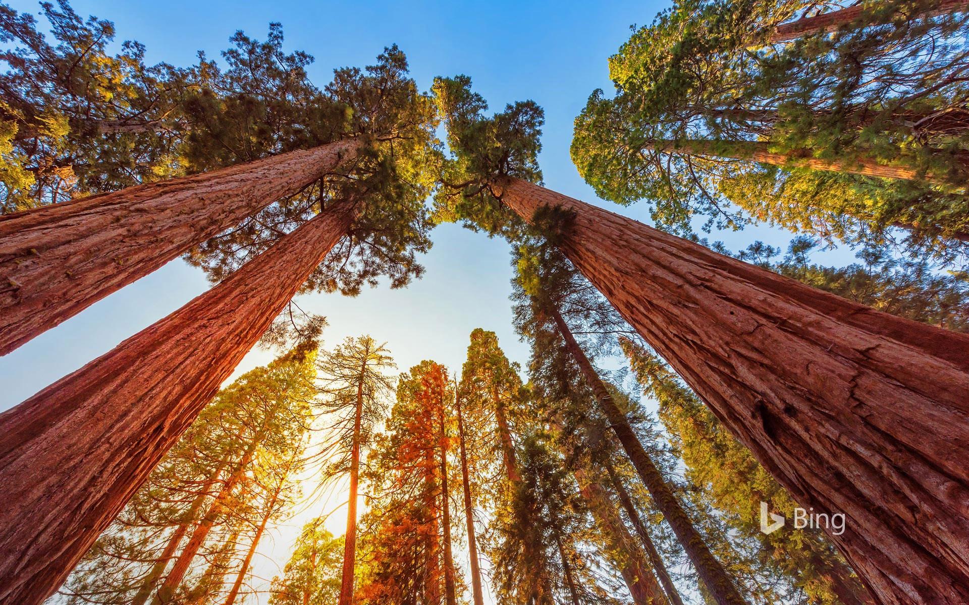 1920x1200 Giant sequoia trees in Sequoia National Park and Kings Canyon National Park, California, USA