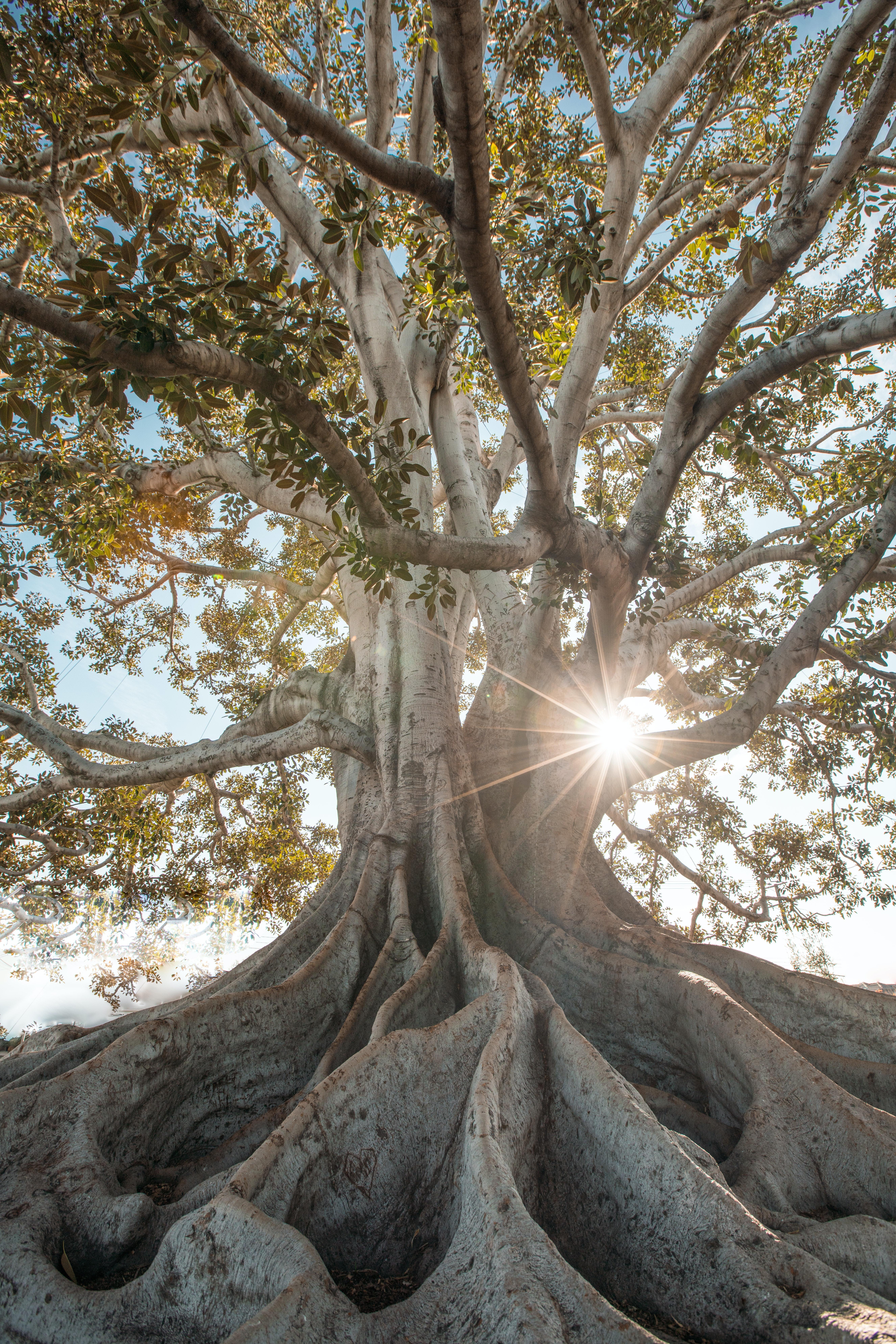 5304x7952 Best Tree Roots Photo · 100% Free Downloads