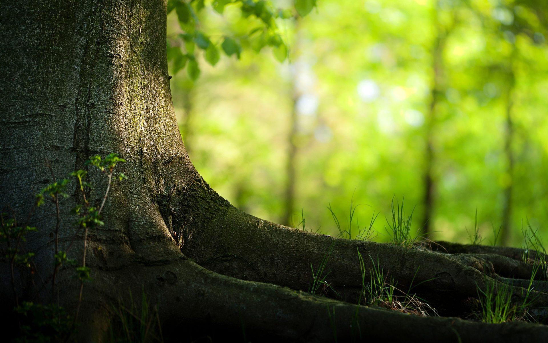 1920x1200 Free download Tree Root Wallpaper 3 1920 X 1200 stmednet [1920x1200] for your Desktop, Mobile & Tablet. Explore Root Wallpaper. Root Wallpaper, Jim Root Wallpaper, Kindle Fire Wallpaper Without Root