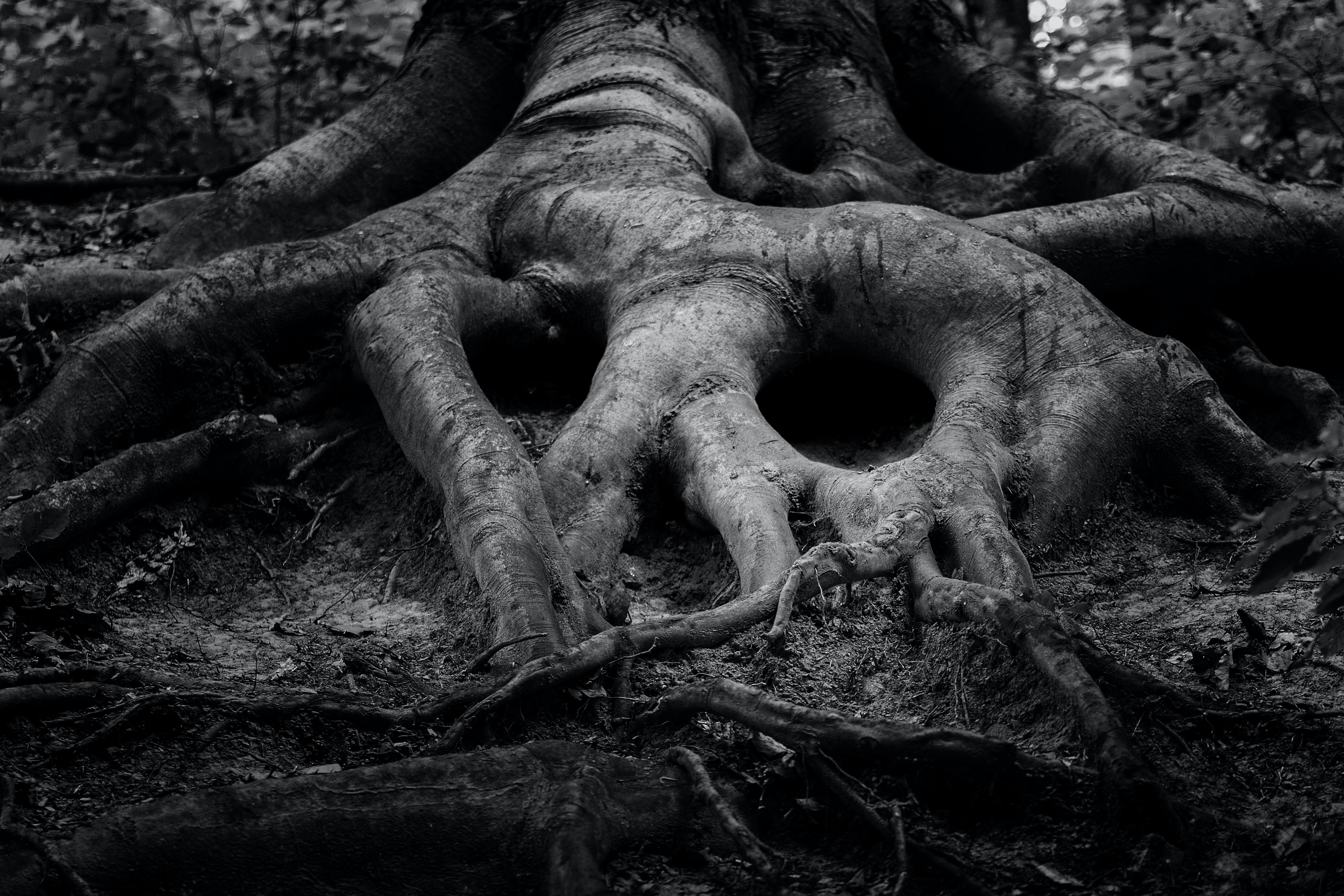 6000x4000 Best Tree Roots Photo · 100% Free Downloads