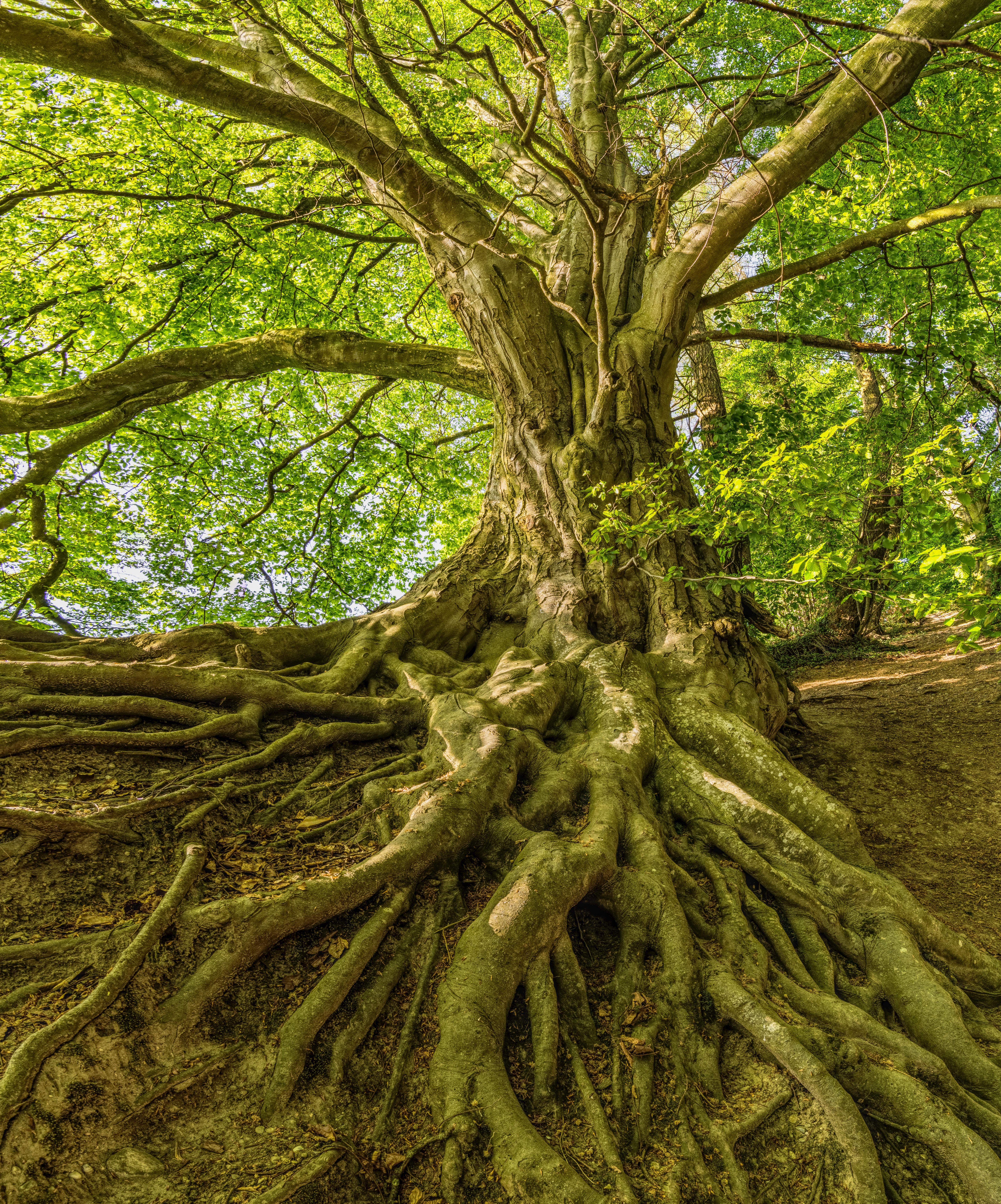 5759x6930 Best Root Photo · 100% Free Downloads