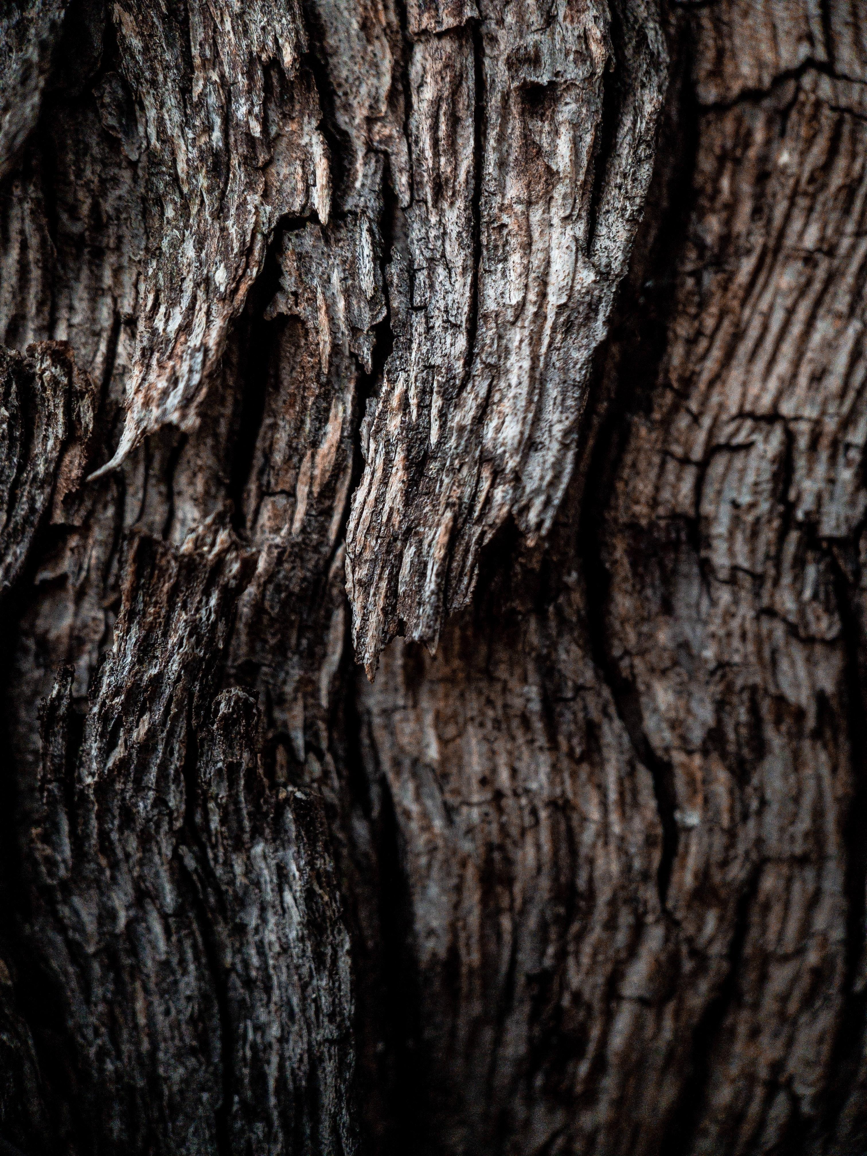 3024x4032 Best Tree Bark Photo · 100% Free Downloads