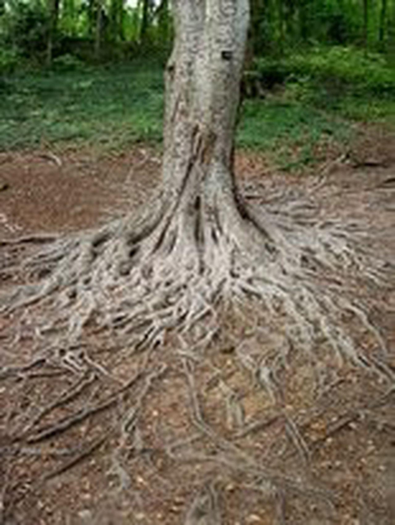 1280x1701 Hitting big roots while trying to plant under a tree