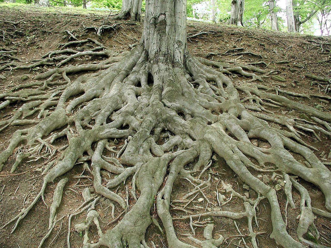 1280x960 Roots of big old