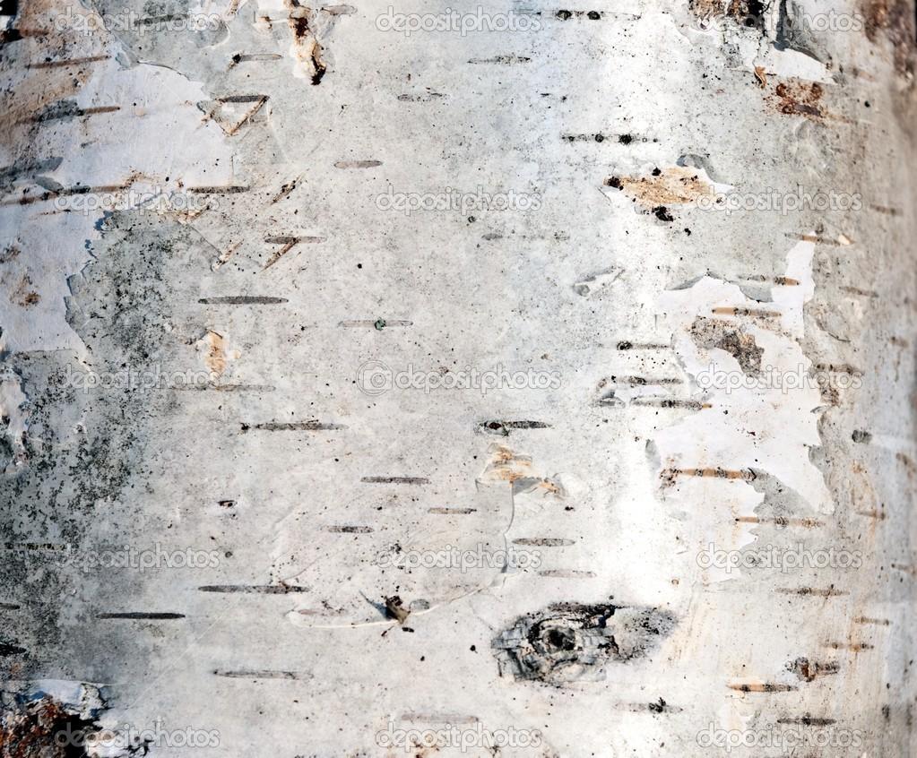 1023x846 Free download White Birch Bark Wallpaper Birch bark stock image [1023x846] for your Desktop, Mobile & Tablet. Explore Bark Wallpaper. Birch Bark Wallpaper with Texture, Aspen Bark Wallpaper, Tree Bark Wallpaper