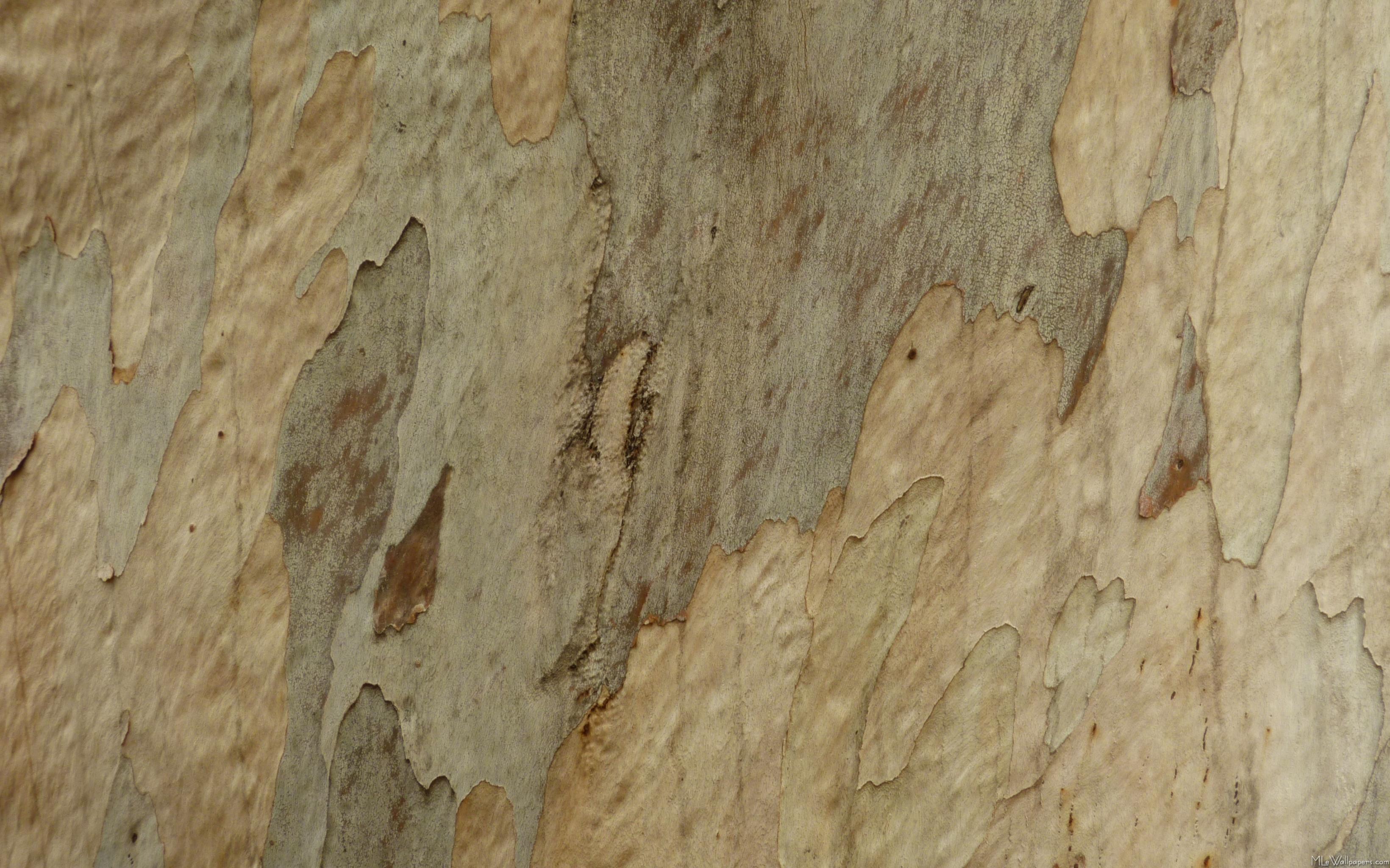 Tree Bark Wallpapers - Top Free Tree Bark Backgrounds - WallpaperAccess