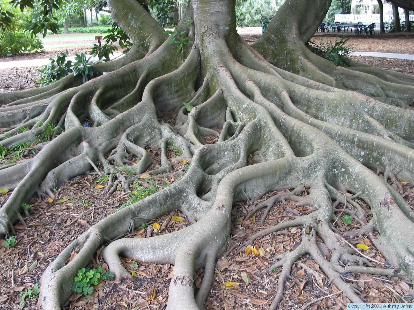 1600x1200 Roots Wallpaper