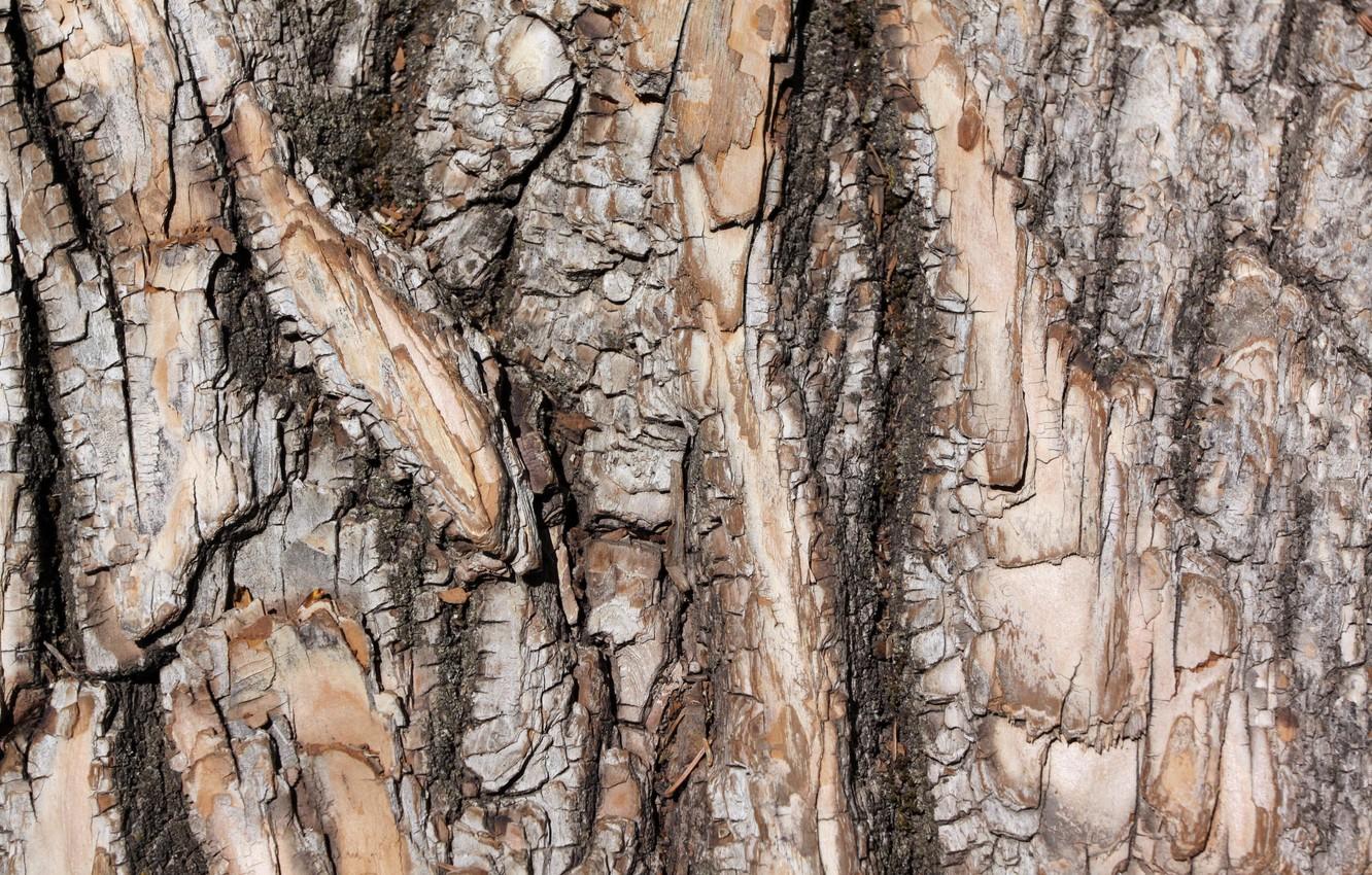 Tree Bark Wallpapers - Top Free Tree Bark Backgrounds - WallpaperAccess