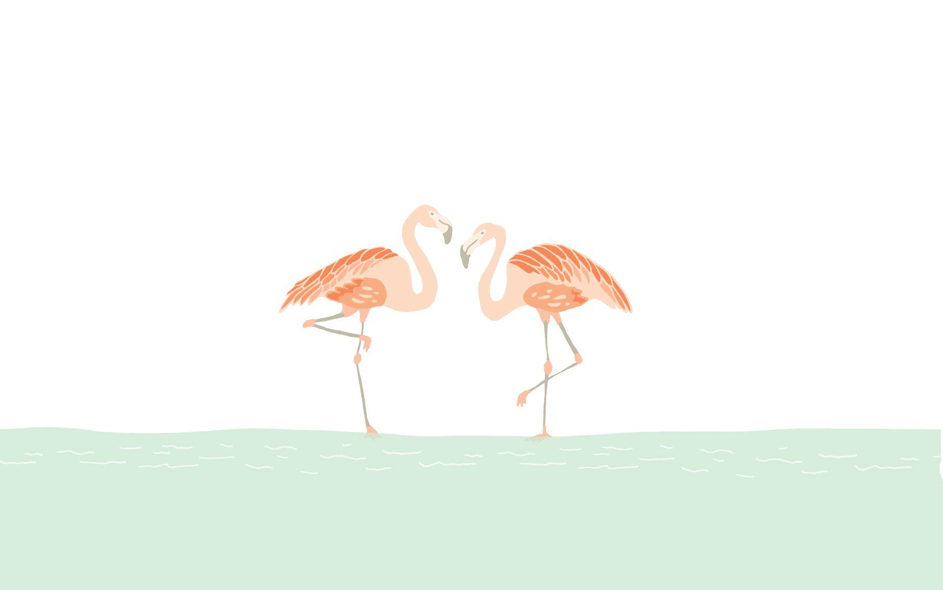 1856x1161 Cute Flamingo Wallpaper