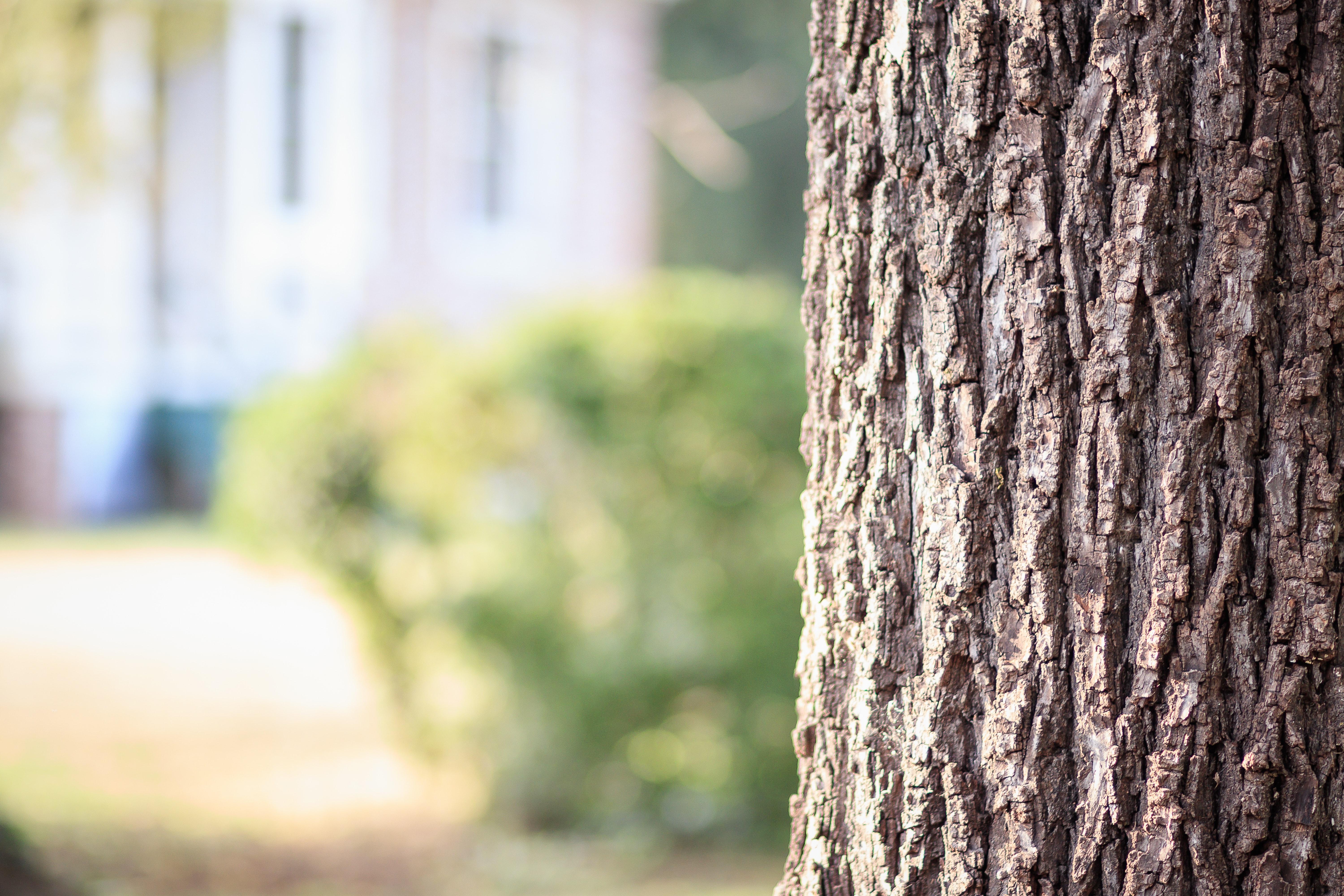 6000x4000 Best Tree Bark Photo · 100% Free Downloads