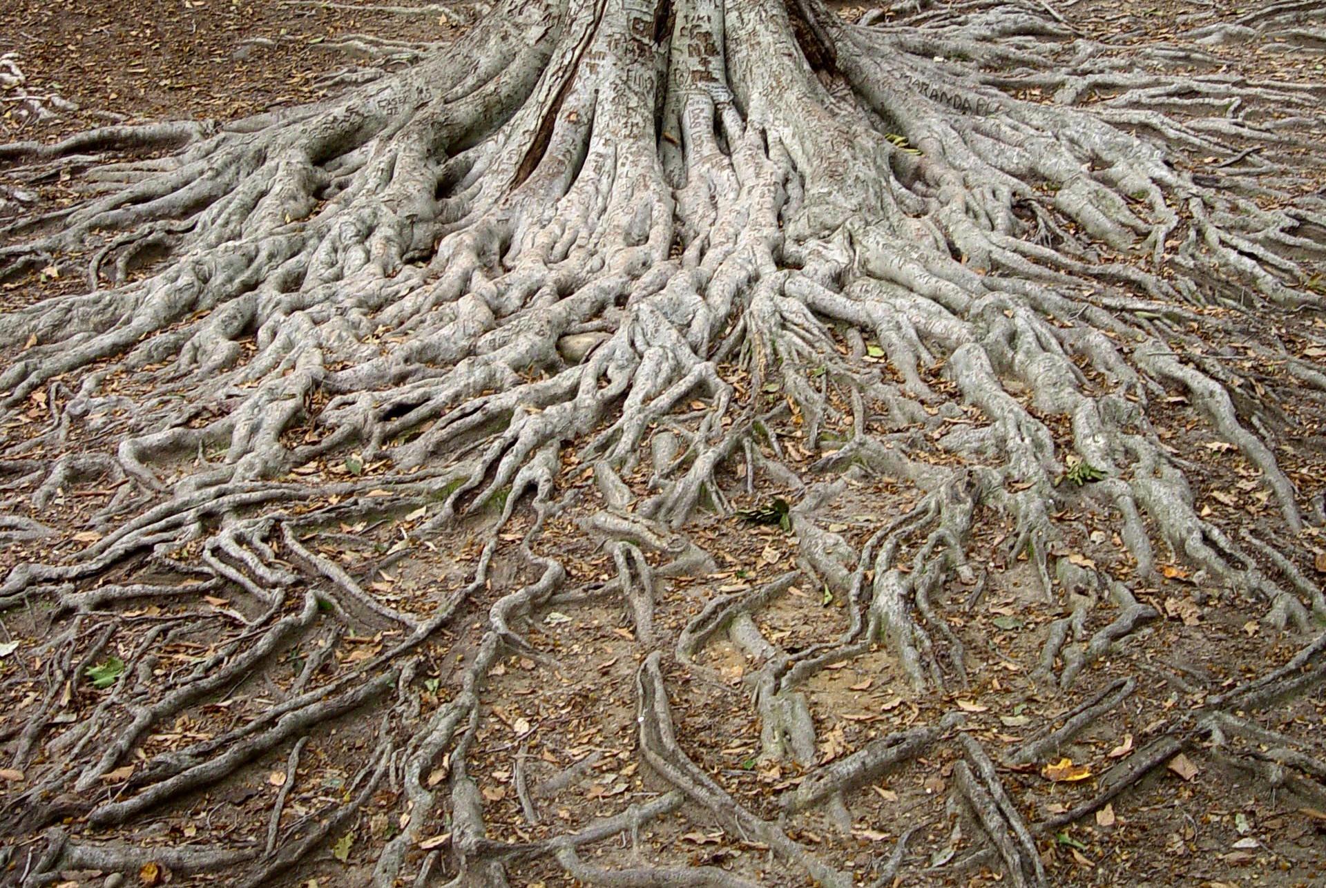 1920x1286 Ask an expert: How do I stop nearby trees from stealing water from my vegetable garden?