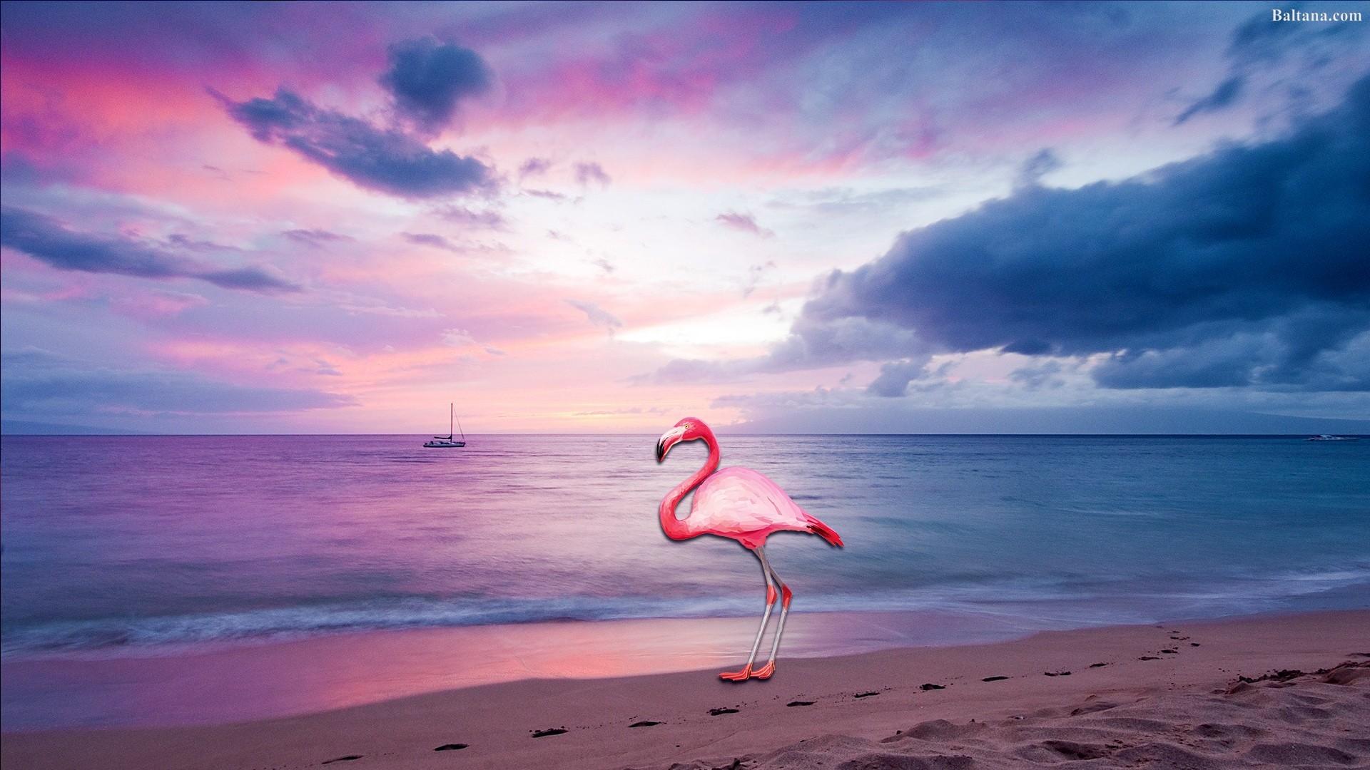 1920x1080 Flamingo Desktop Wallpaper 29778