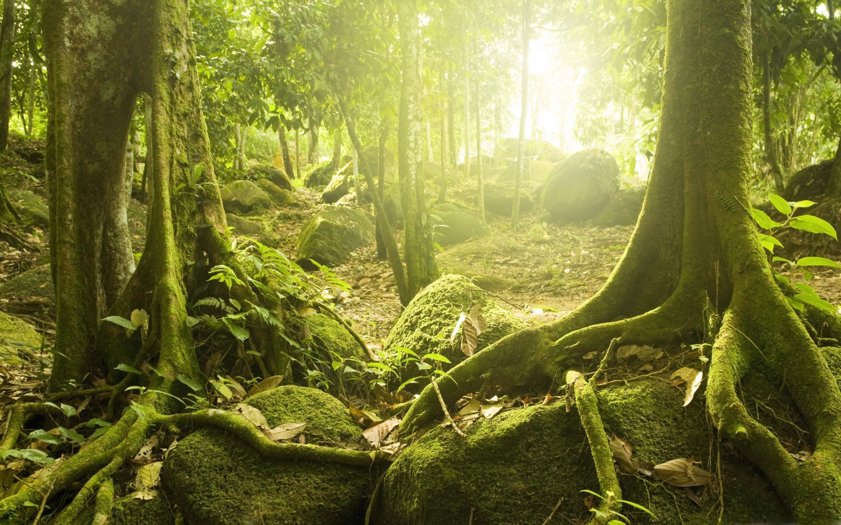 2880x1800 Tree Roots MacBook Air Wallpaper Download