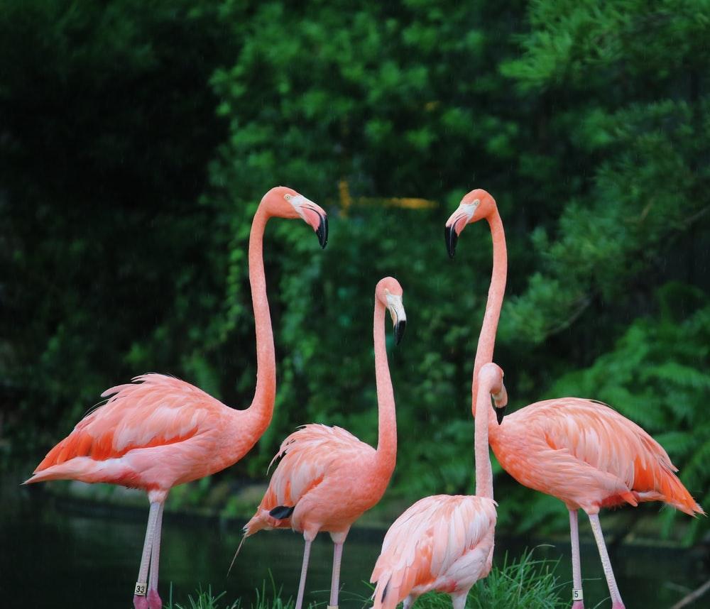 1000x858 Flamingo Wallpaper: Free HD Download [HQ]