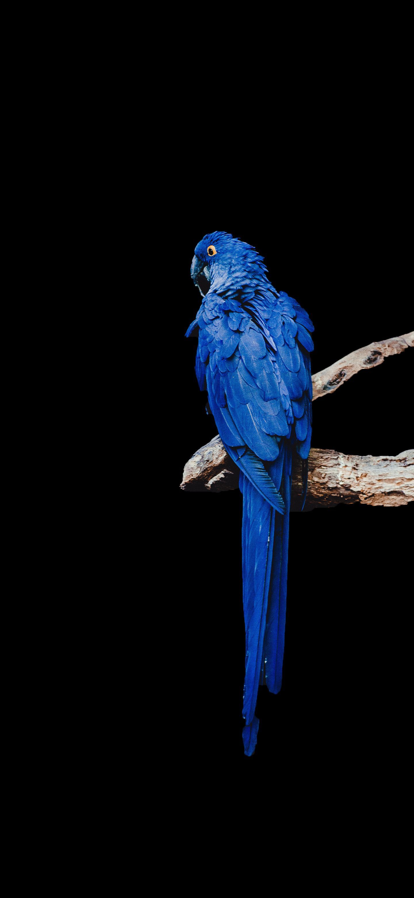 1440x3120 Free download Blue Macaw Amoled Wallpaper Amoledin Blue macaw Macaw Wallpaper [1440x3120] for your Desktop, Mobile & Tablet. Explore AMOLED Wallpaper. Black AMOLED Wallpaper