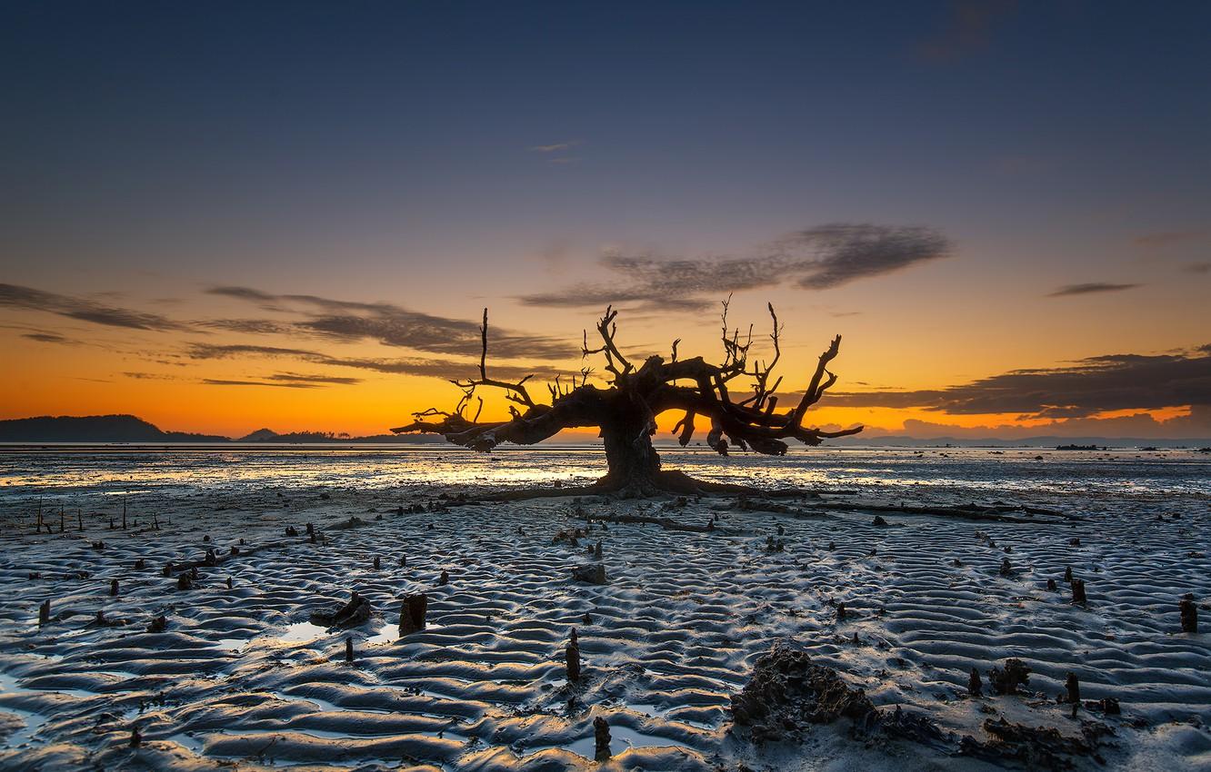 1332x850 Wallpaper tree, tide, Indonesia, glow, the island of Lombok, Awang Beach image for desktop, section пейзажи