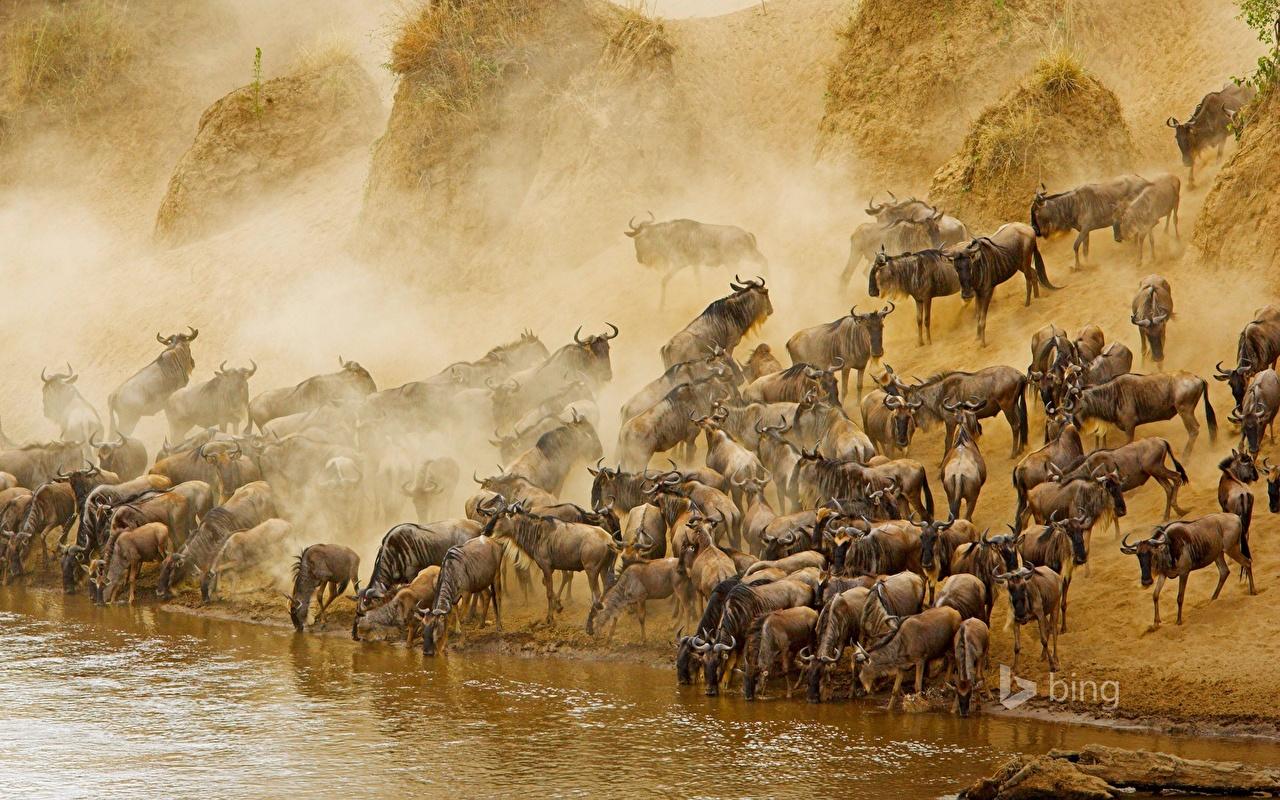 1280x800 Picture animal Antelope Masai Mara National Reserve Many Herd