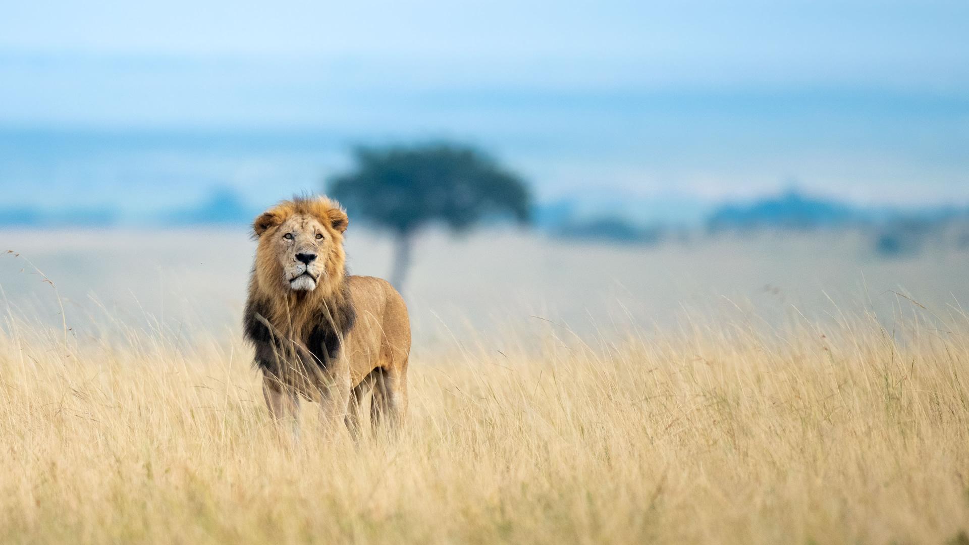 1920x1080 Maasai Mara Game Reserve