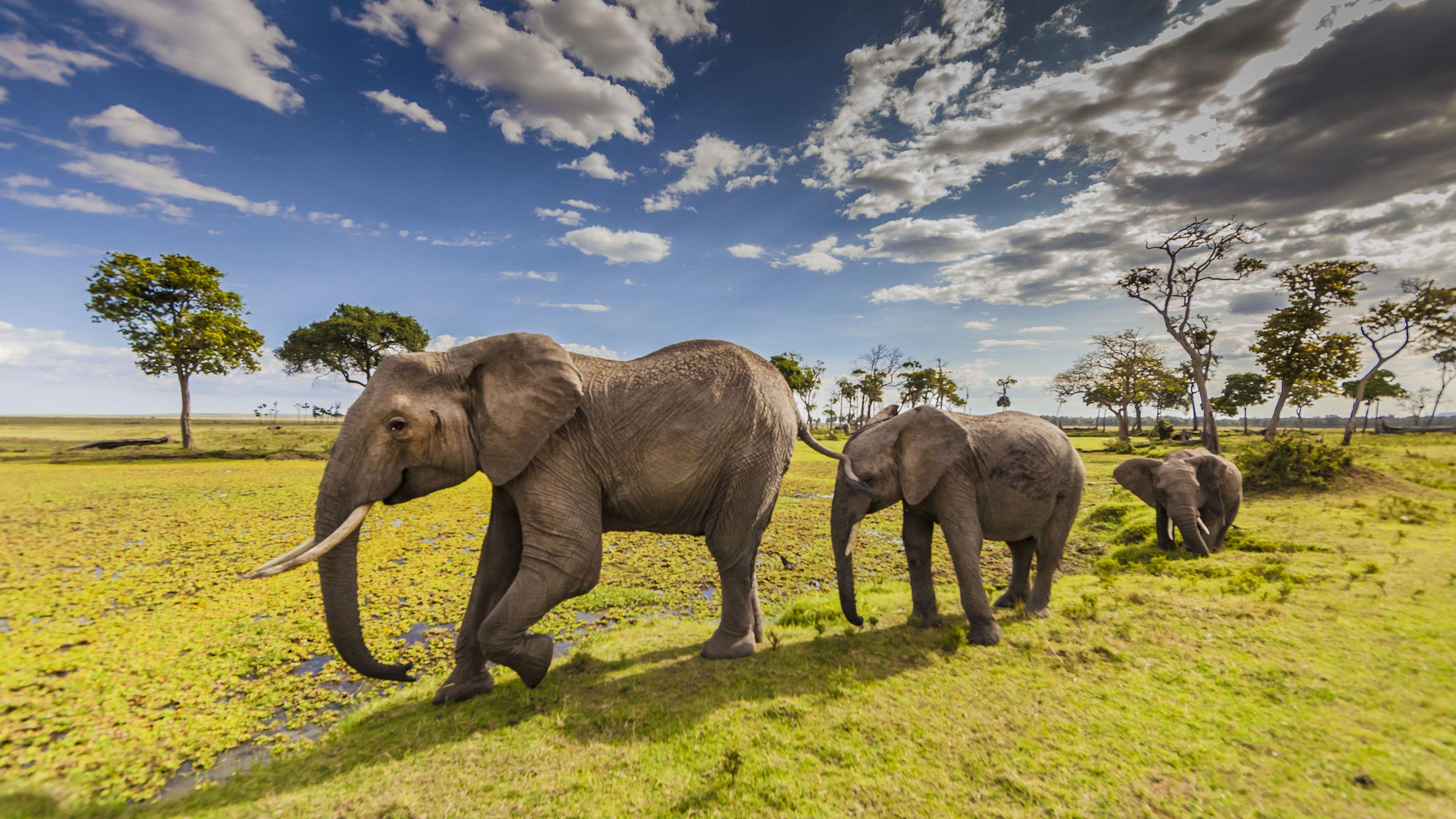 3840x2160 Animals Elephants In Maasai Mara County Park In Kenya Desktop HD Wallpaper For Mobile Phones And Computer 3840×2160 K #wallpaper #hdw. Animals, Elephant, Kenya