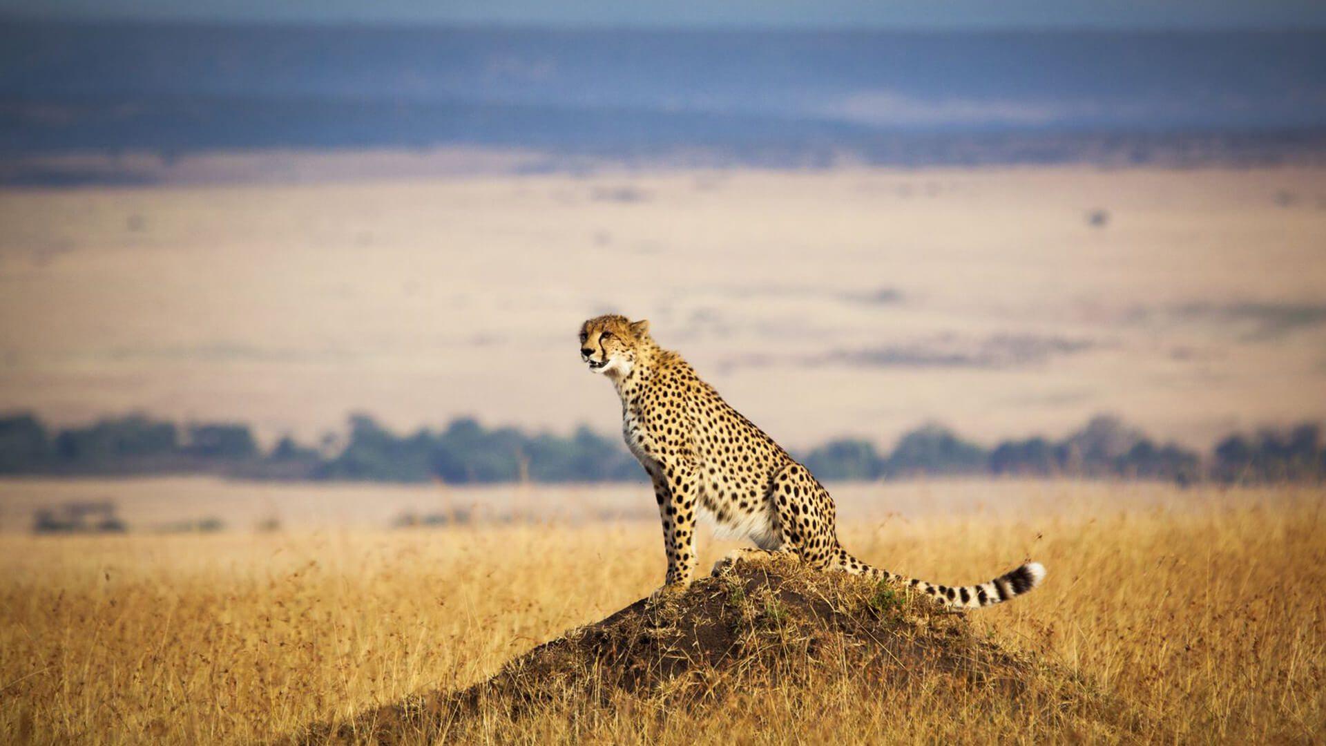 Maasai Mara Wallpapers - Top Free Maasai Mara Backgrounds - WallpaperAccess