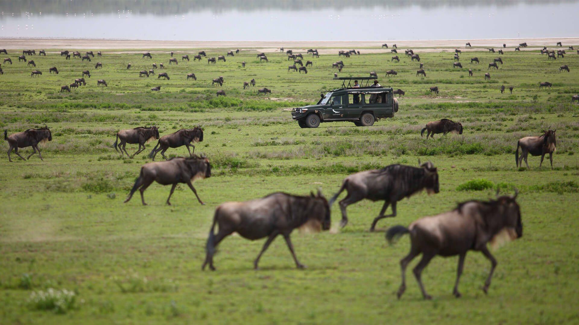 1920x1080 Masai Mara National Reserve. Luxury Kenya Safari