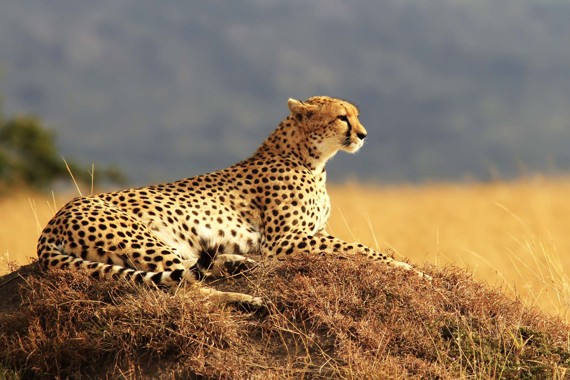 2000x1334 New Adventure: Kenya Maasai Mara Safari Workshop Adventures