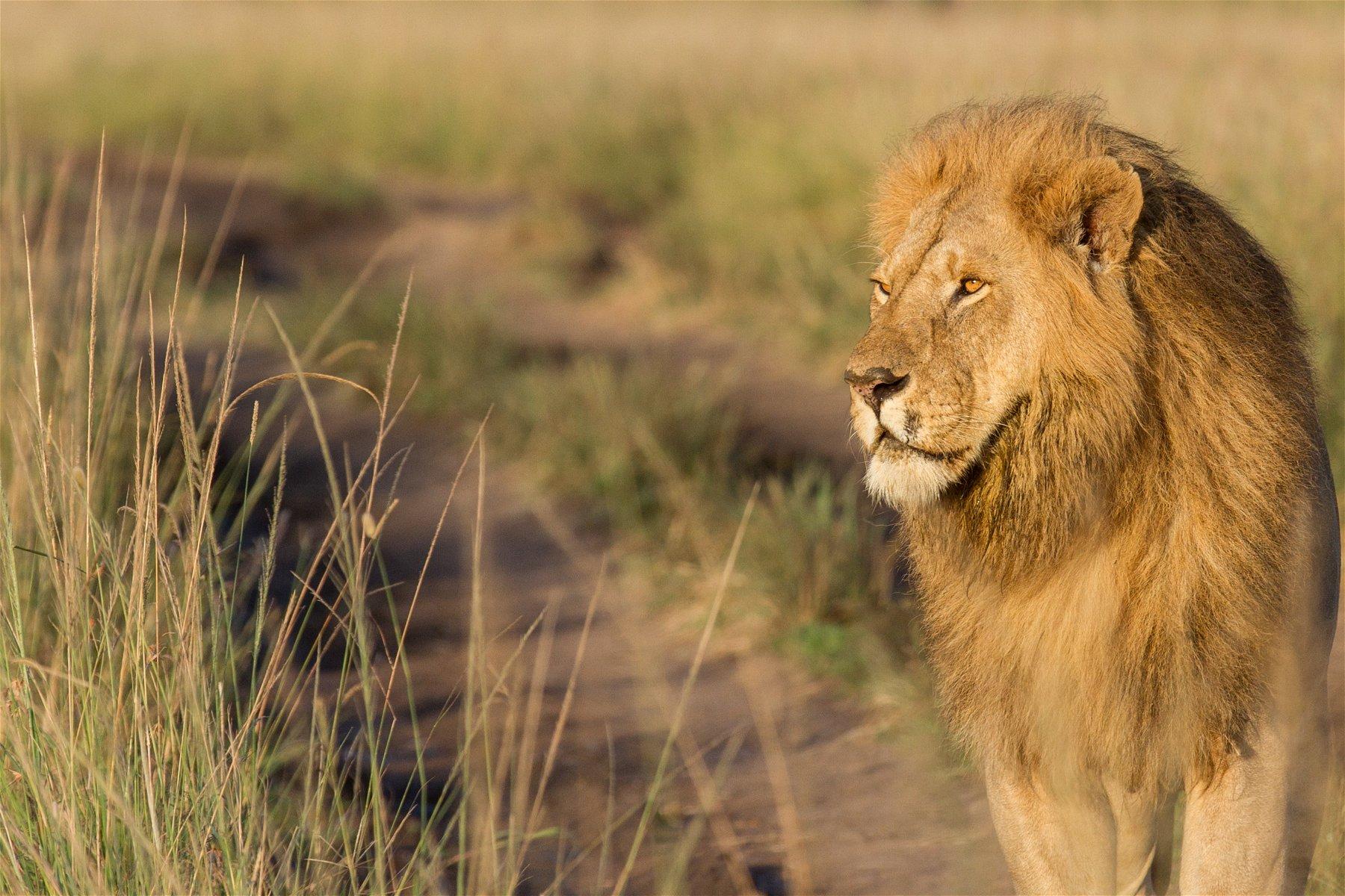 1800x1200 Maasai Mara. Book Accommodation and Safaris Directly