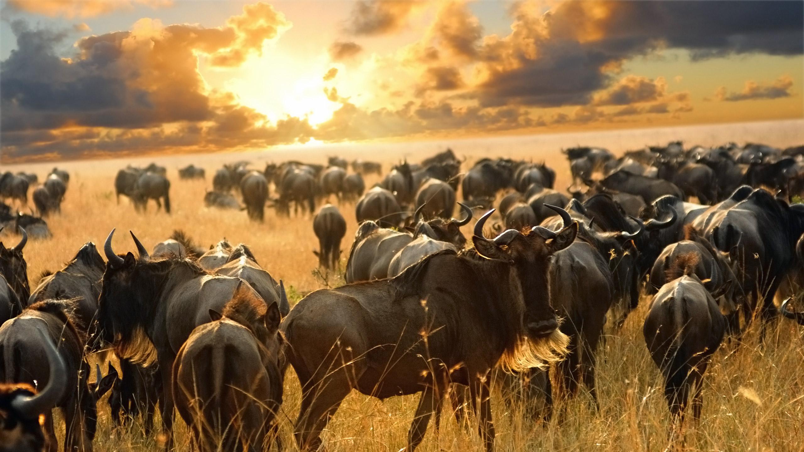 2560x1440 Masai Mara, Victoria Falls & Cape Town Travel Africa