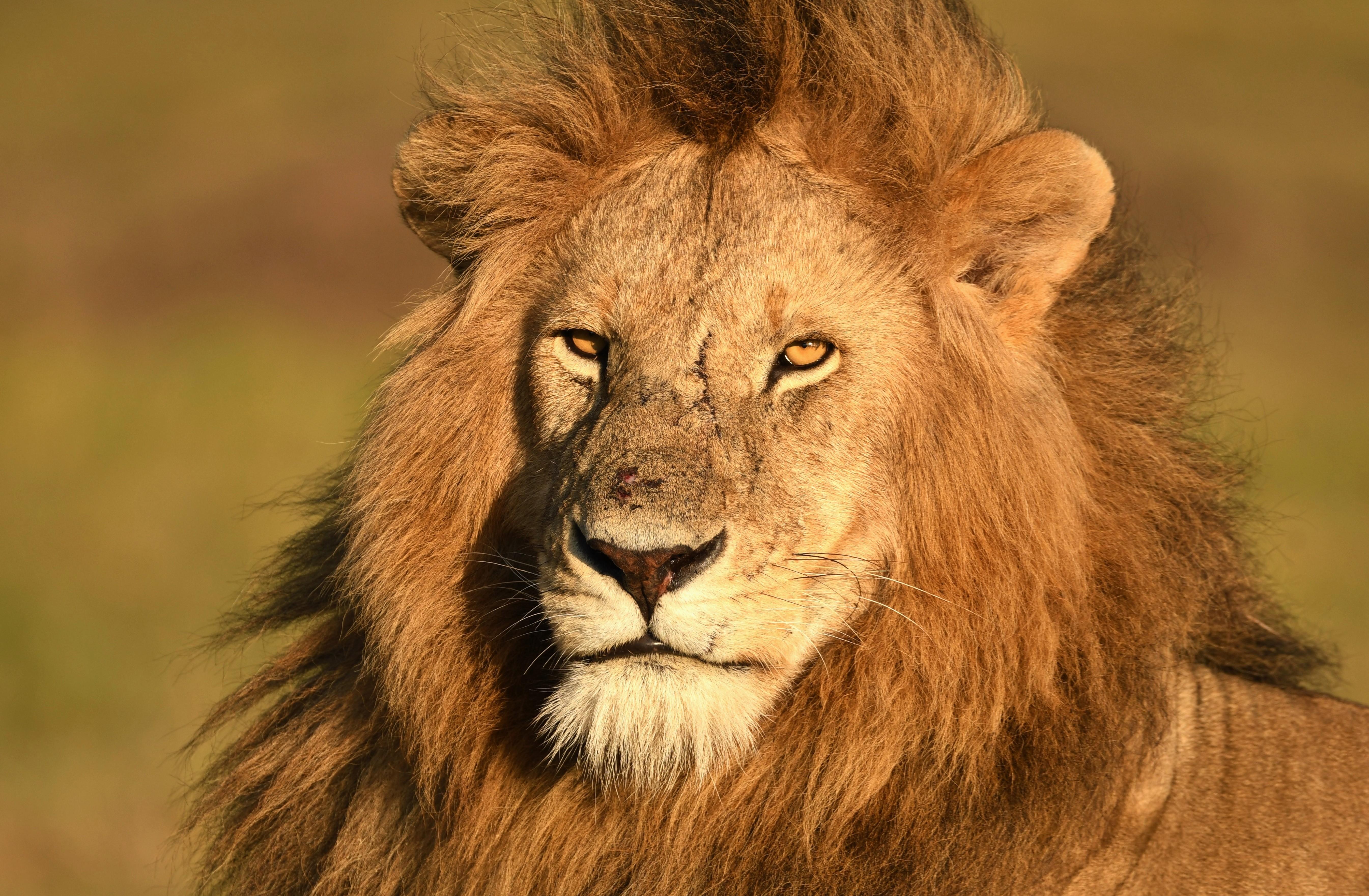 5380x3524 Lion Mara, Kenya