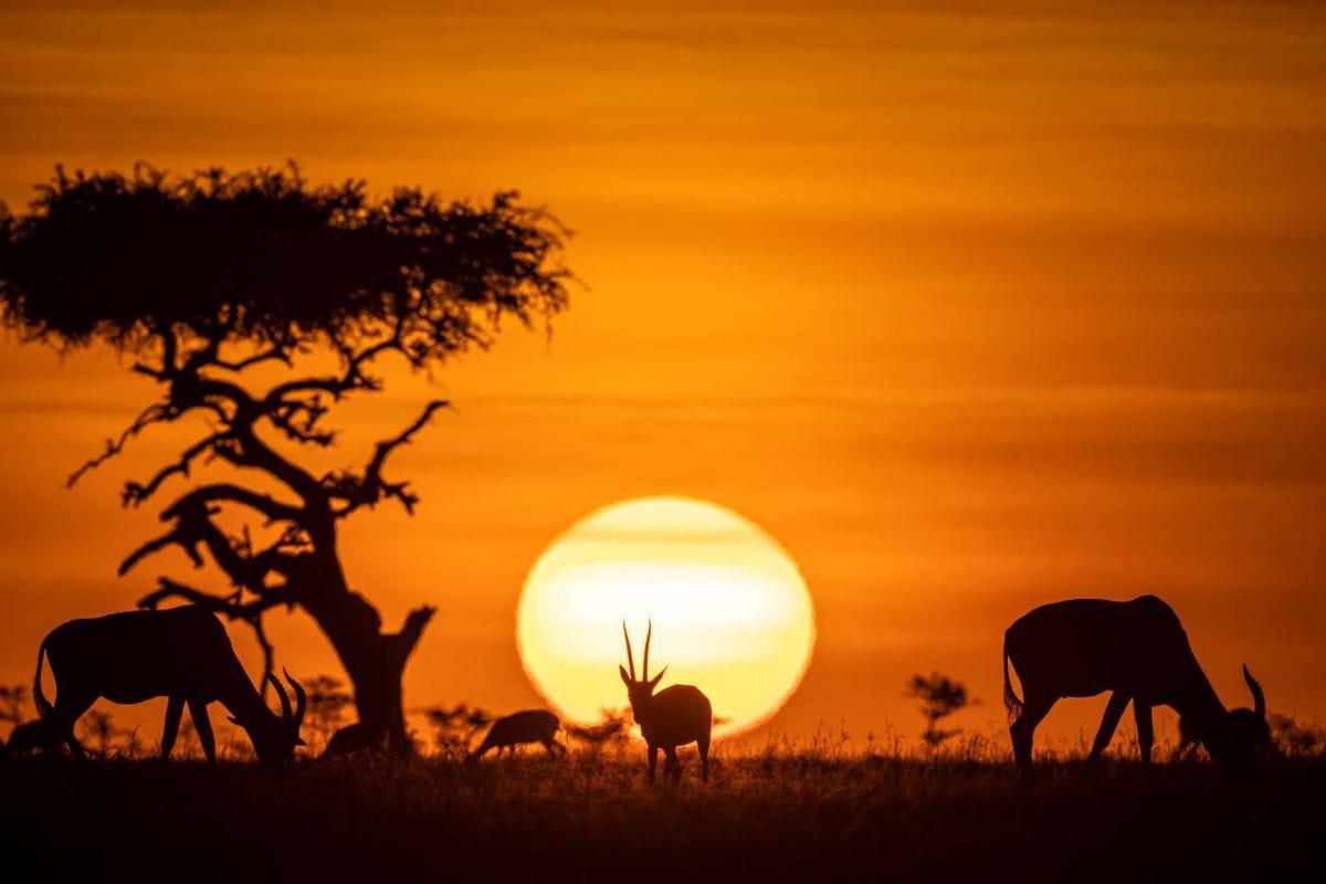 1200x800 Going On An African Safari? Conservation Is Key In Kenya's Maasai Mara