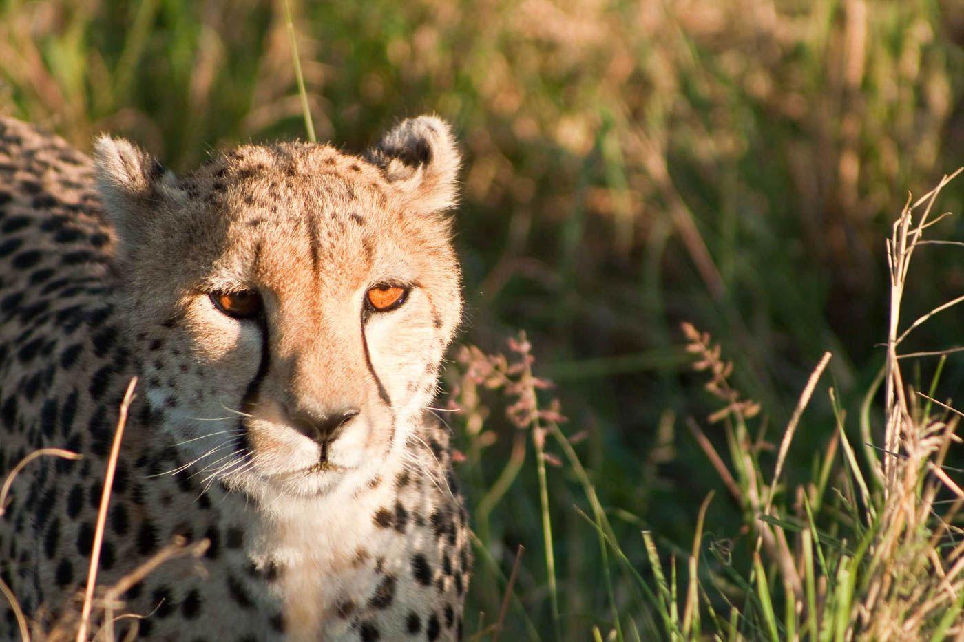1400x933 Masai Mara Travel Cost Price of a Vacation to Masai Mara: Food & Meal Budget, Daily & Weekly Expenses