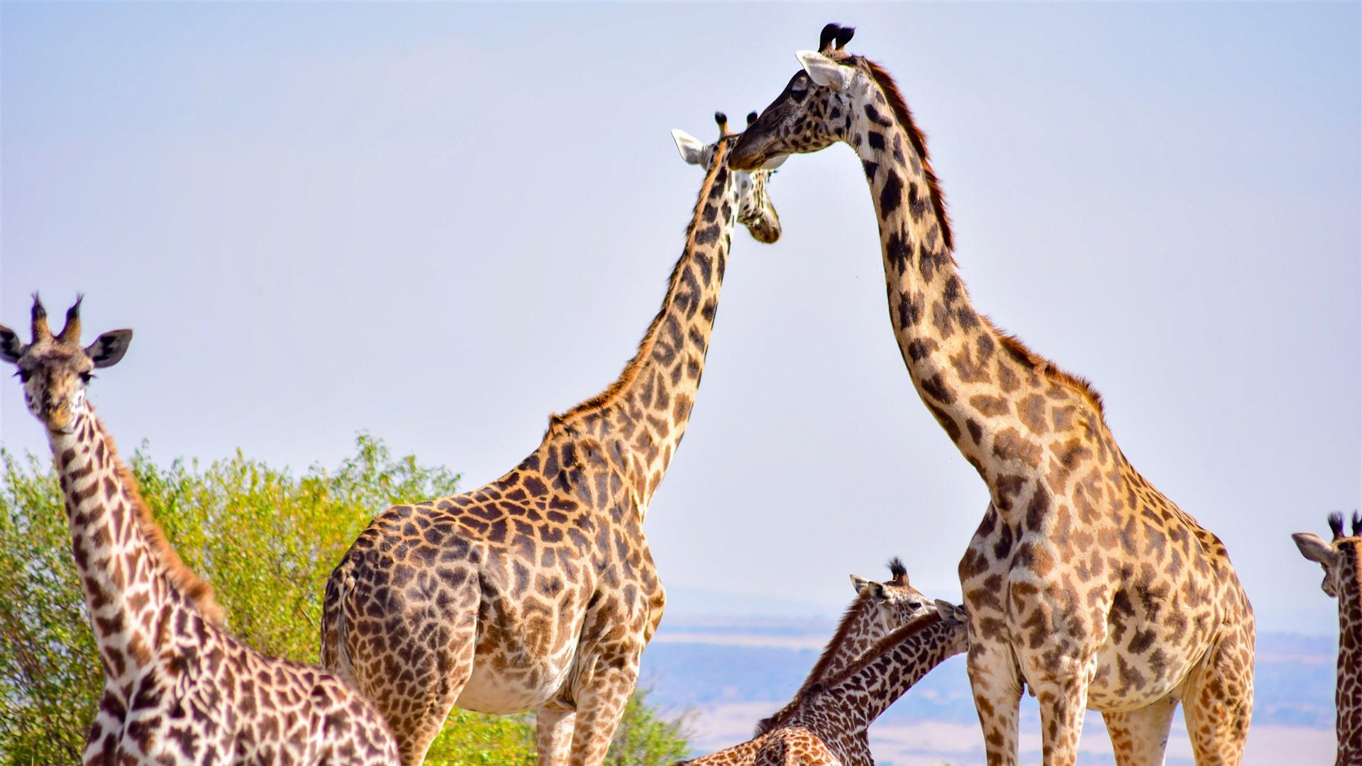 1920x1080 Maasai Mara National Reserve Kenya