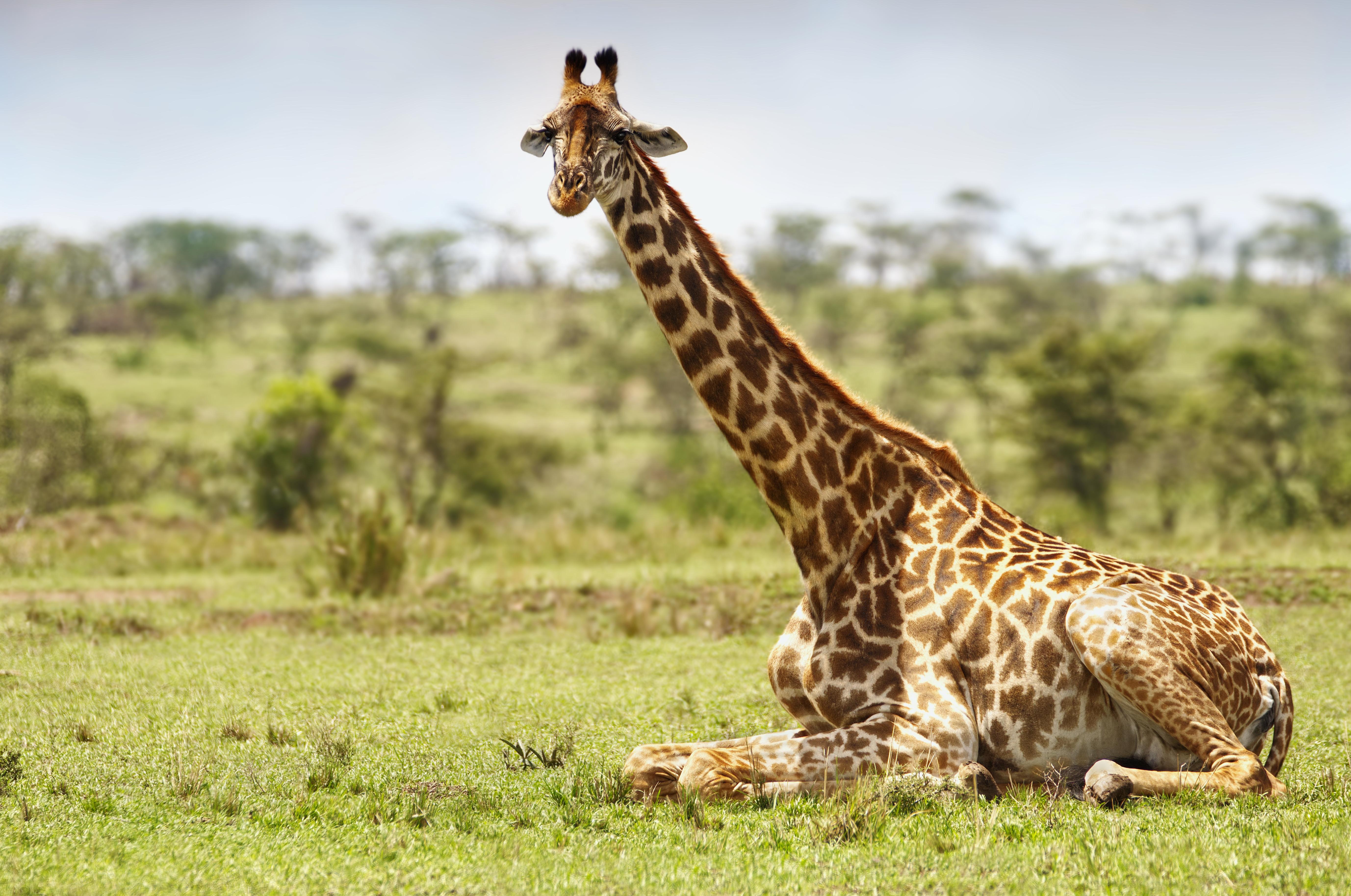 5509x3653 Giraffe Mara, Kenya