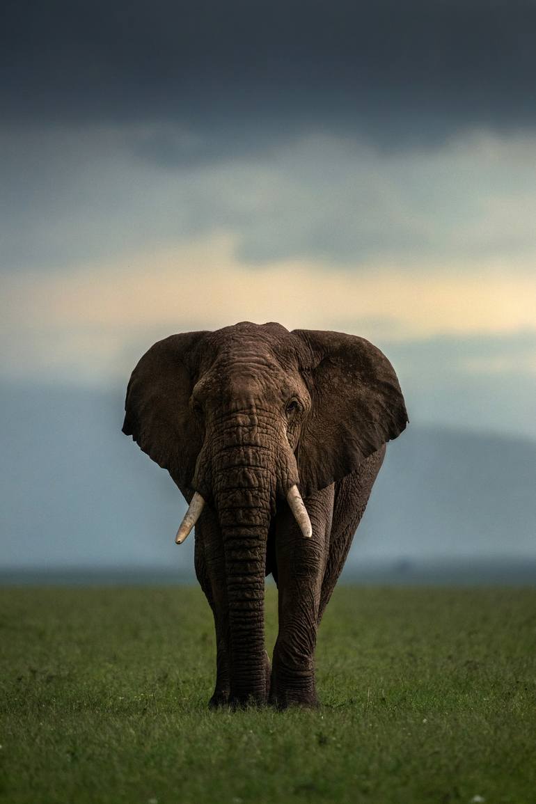 770x1155 Elephant Maasai Mara National Reserve Kenya Edition of 100 Photography