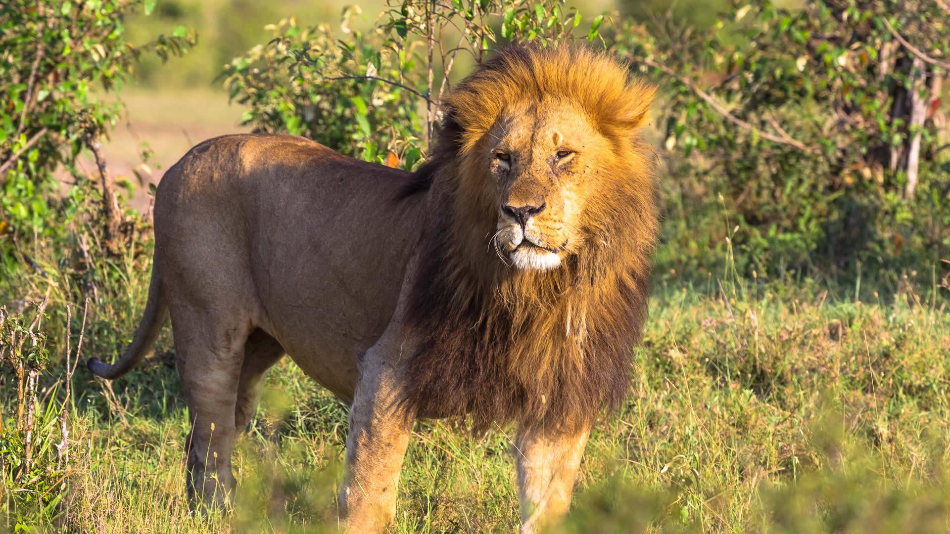 1920x1080 Masai Mara National Reserve. Kenya Safari. Twinkle Star Tours