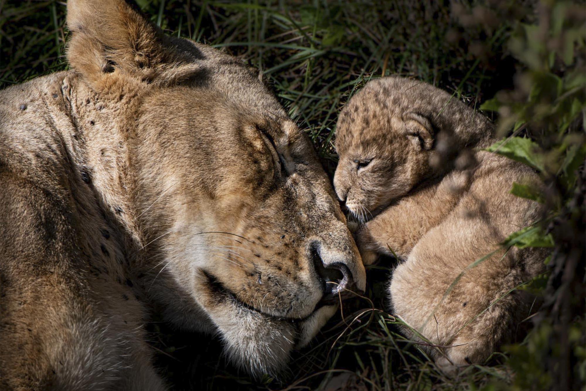 2000x1333 Masai Mara safari 2021 photo submissions. New York Post