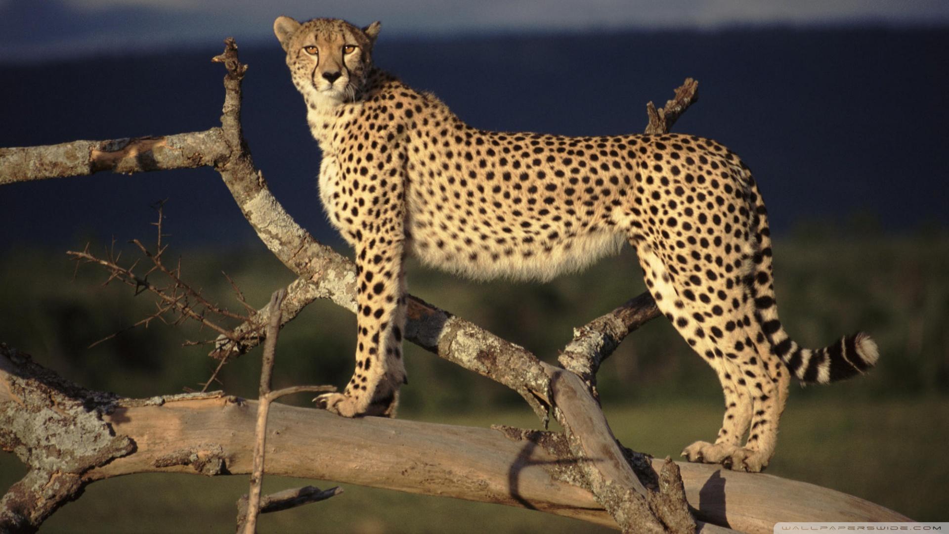 1920x1080 Female Cheetah On The Lookout Masai Mara Kenya Ultra HD Desktop Background Wallpaper for 4K UHD TV : Widescreen & UltraWide Desktop & Laptop : Tablet