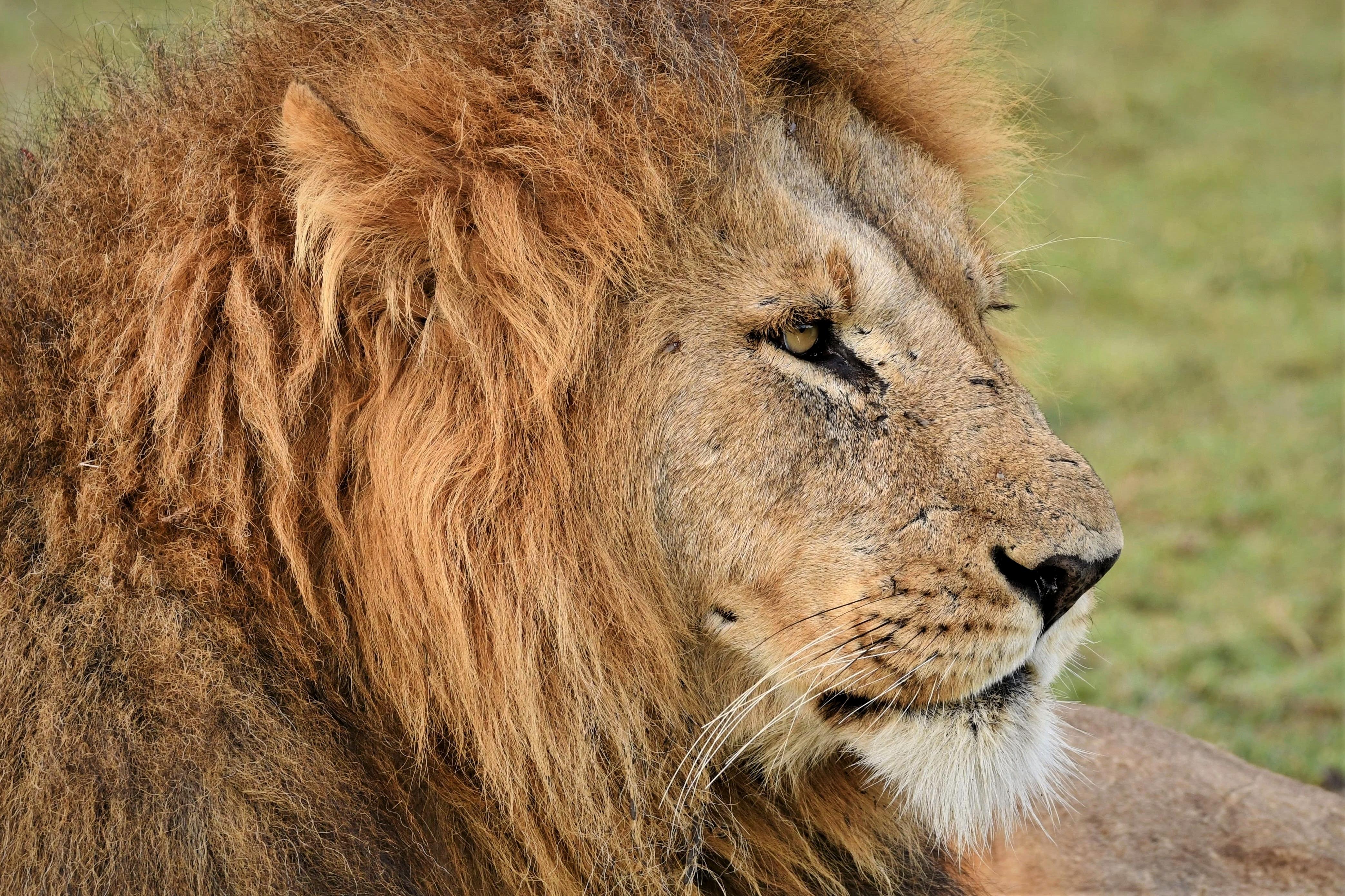 4173x2782 Lion Mara, Kenya